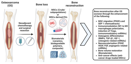 Mesenchymal Stem/Stromal Cells: Immunomodulatory and Bone