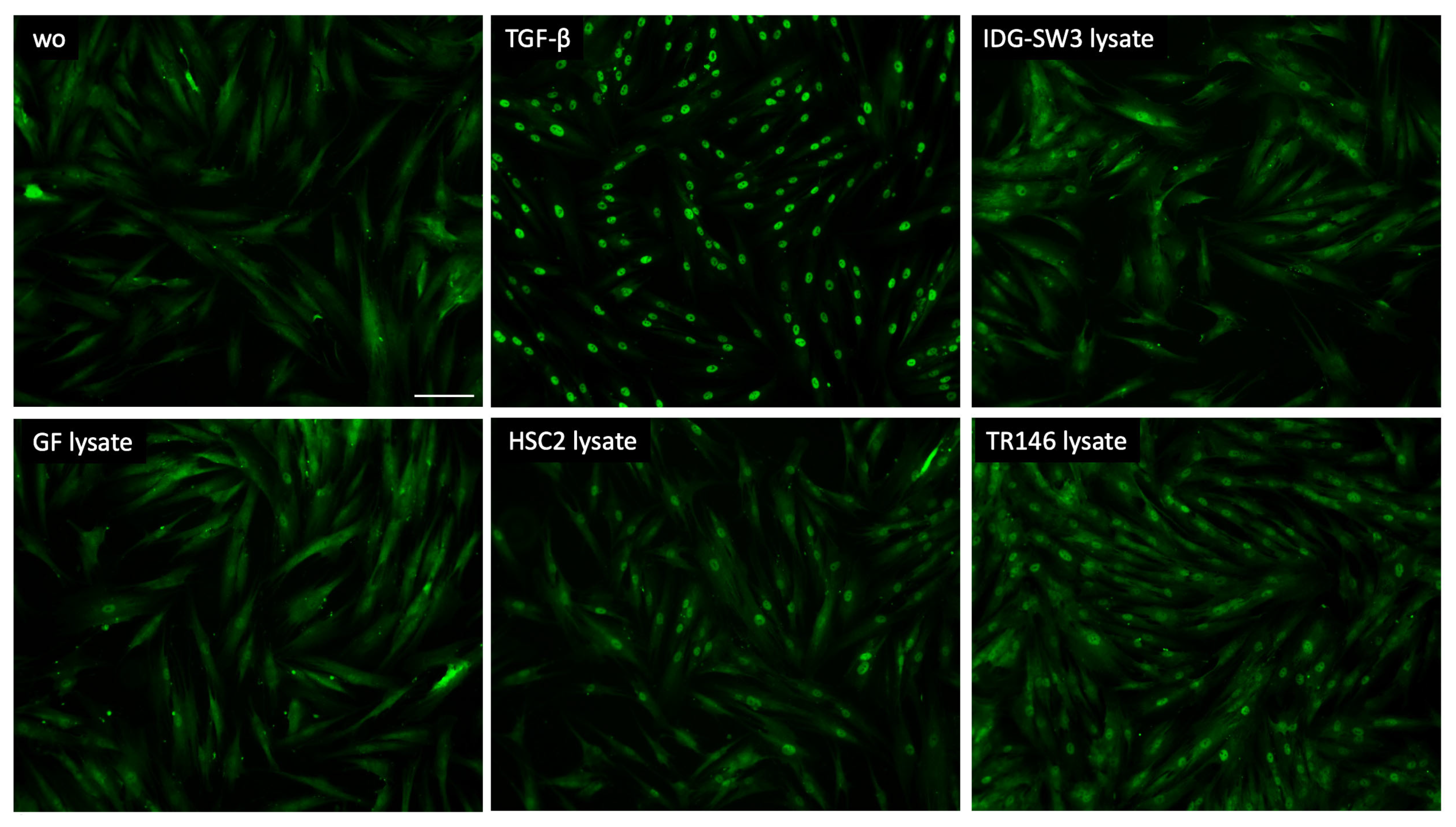 Bioengineering 10 01193 g004
