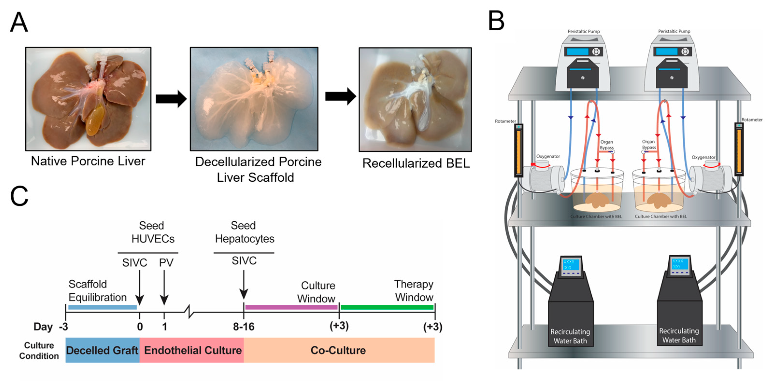 Bioengineering 10 01201 g001 Bioengineering 10 01201 g001