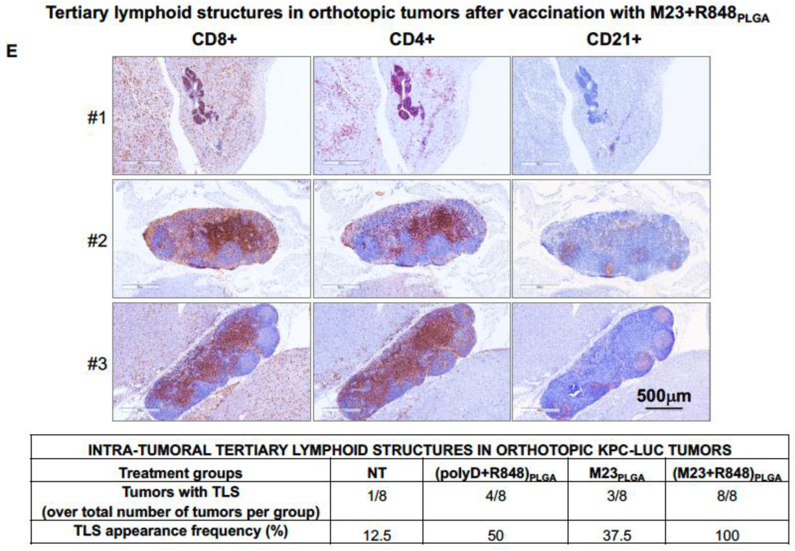 Bioengineering 10 01205 g008b
