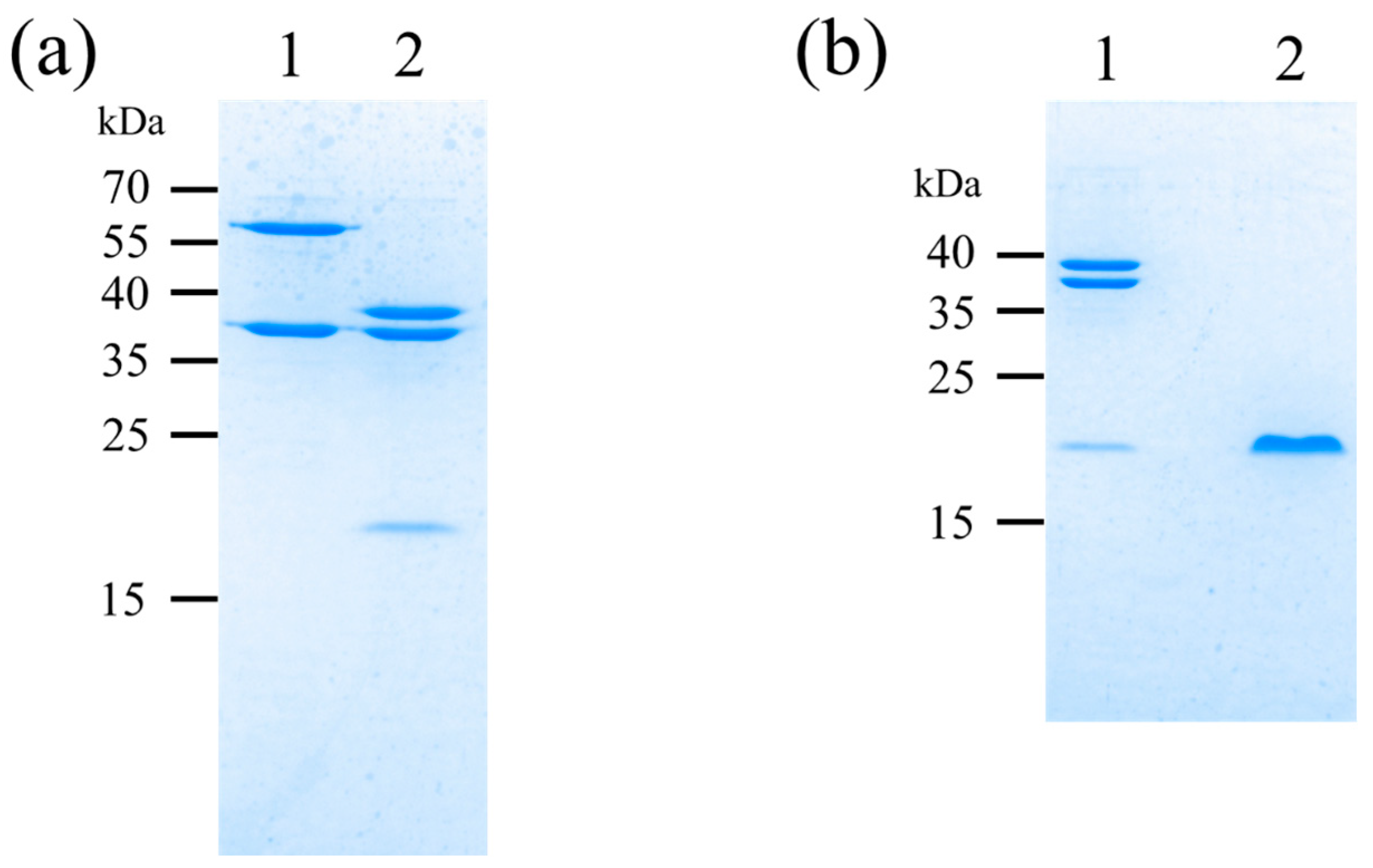 Bioengineering 10 01223 g007