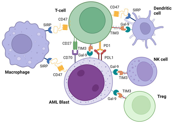 Immunotherapy in Acute Myeloid Leukemia: A Literature Review of ...