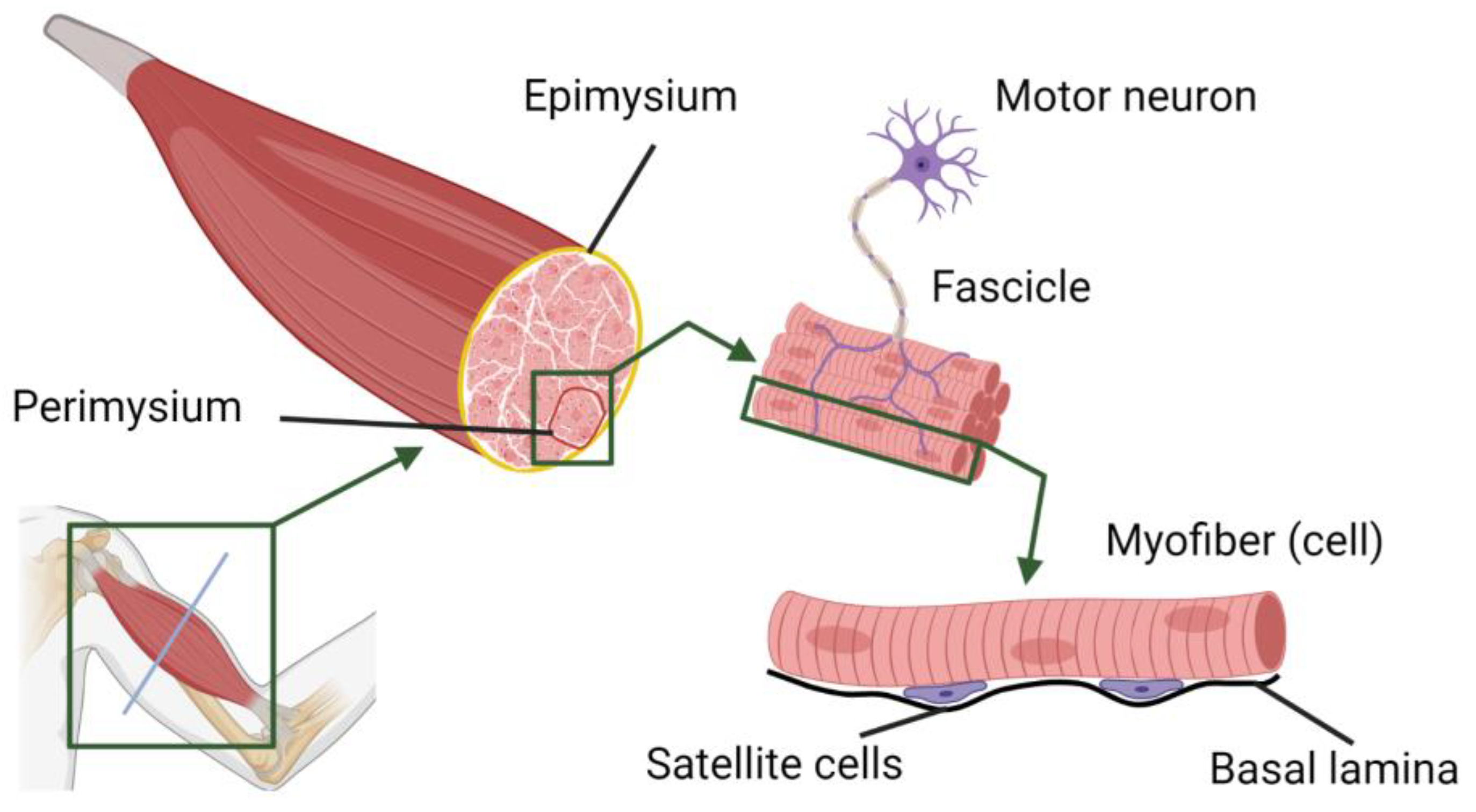 Bioengineering 10 01232 g002