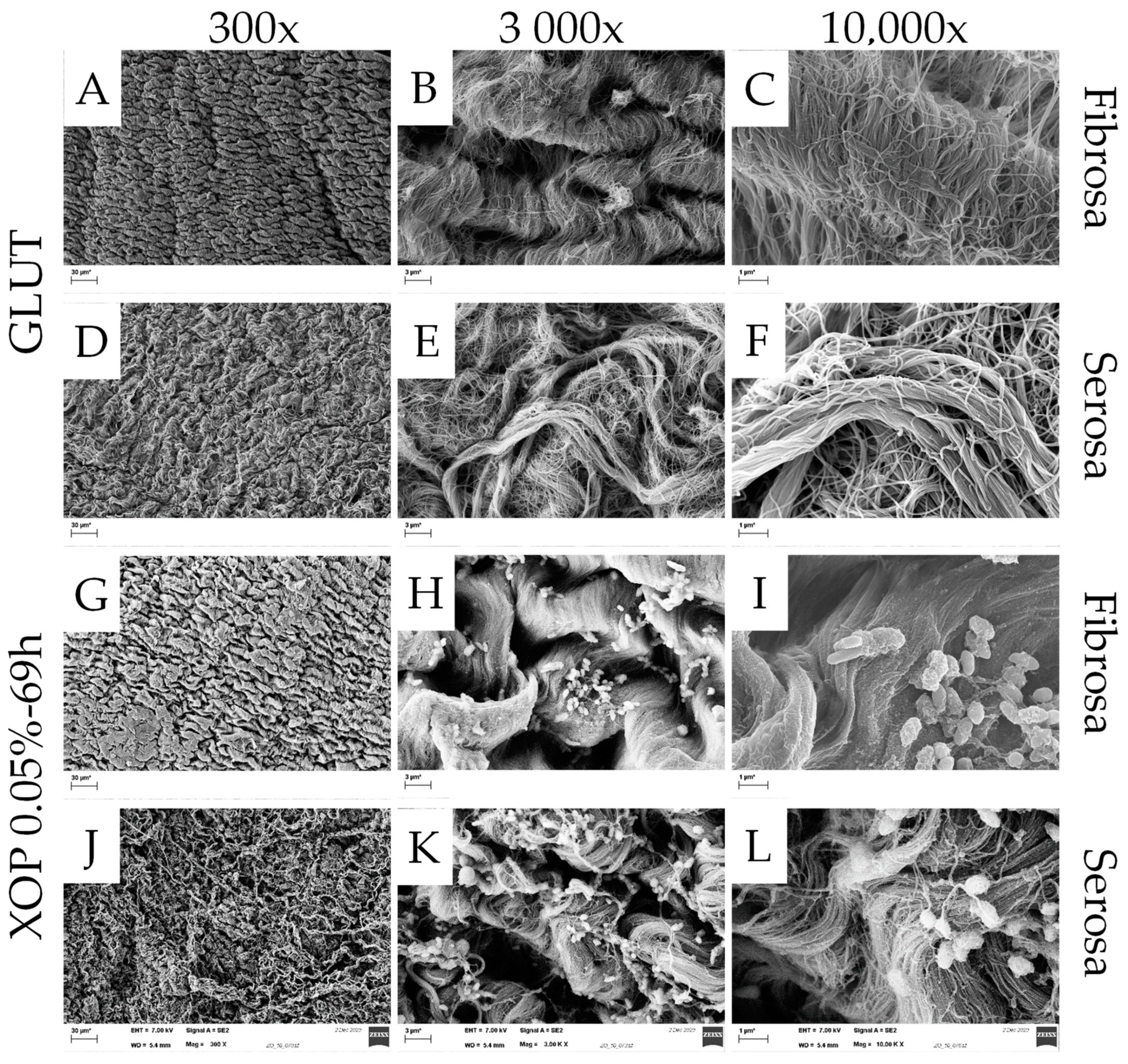 Bioengineering 10 01247 g0a1a