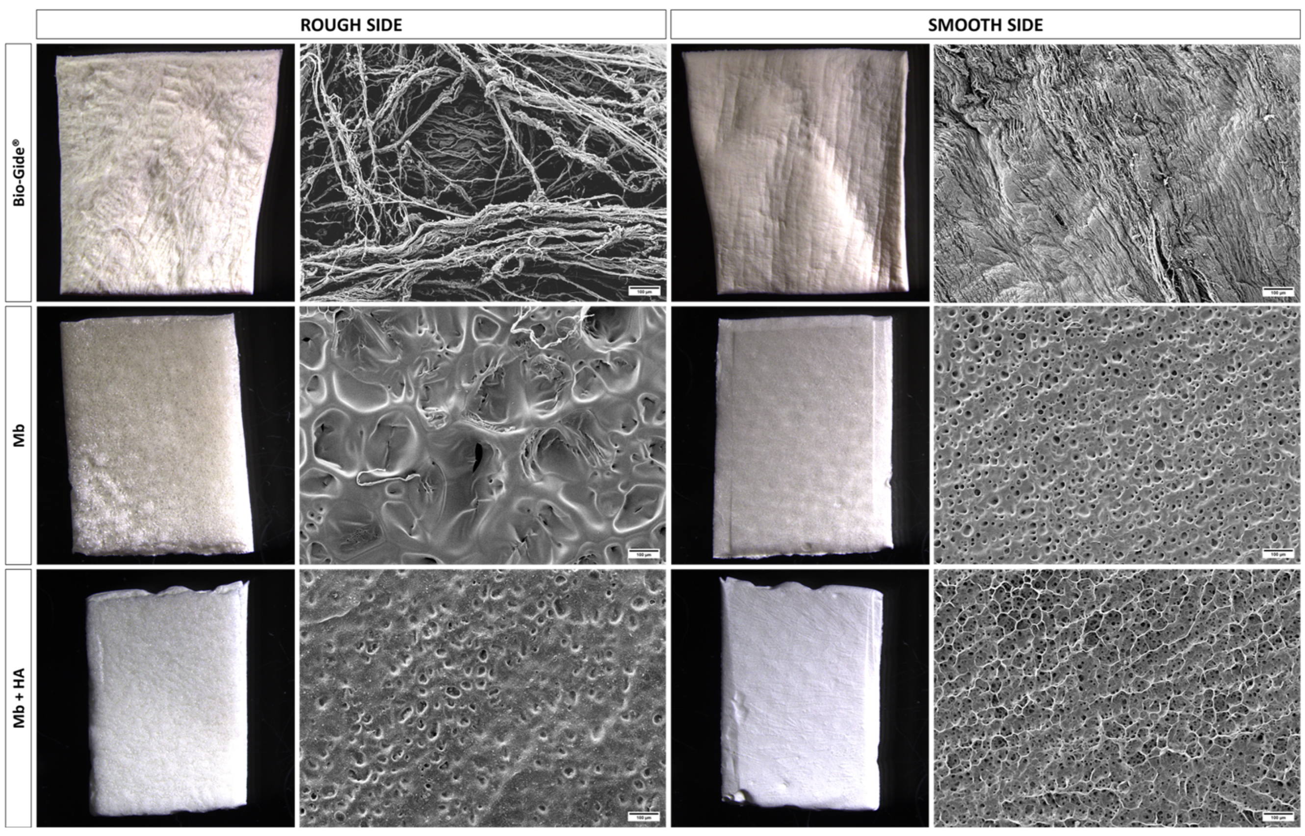 Bioengineering 10 01257 g001