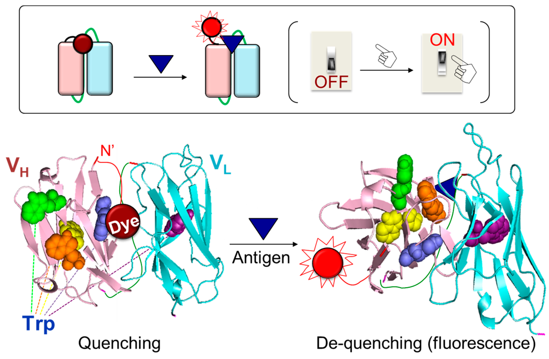 Bioengineering 10 01262 g001