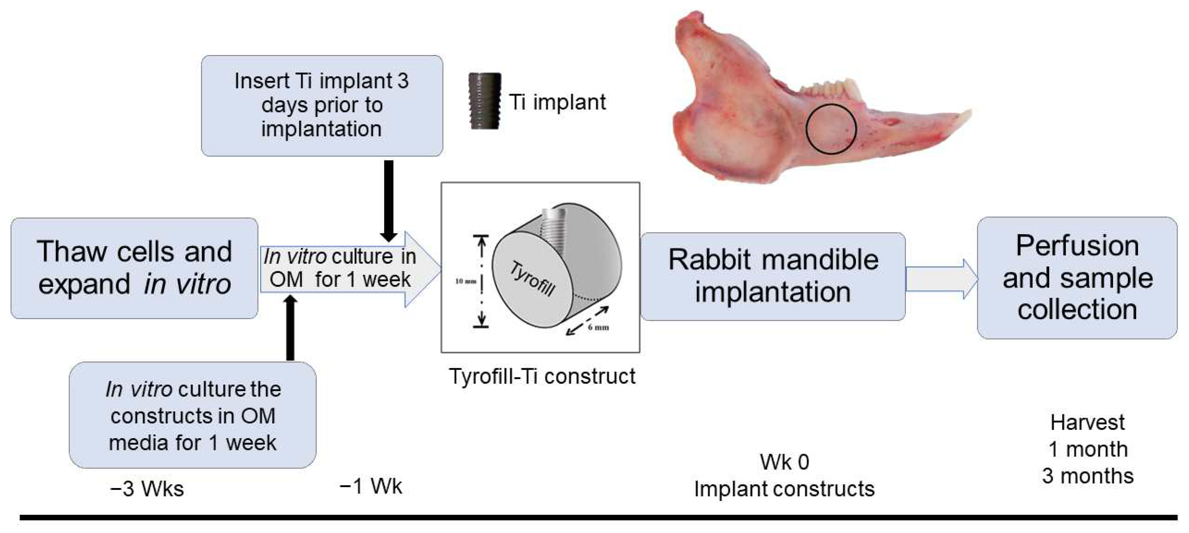 Bioengineering 10 01277 g001
