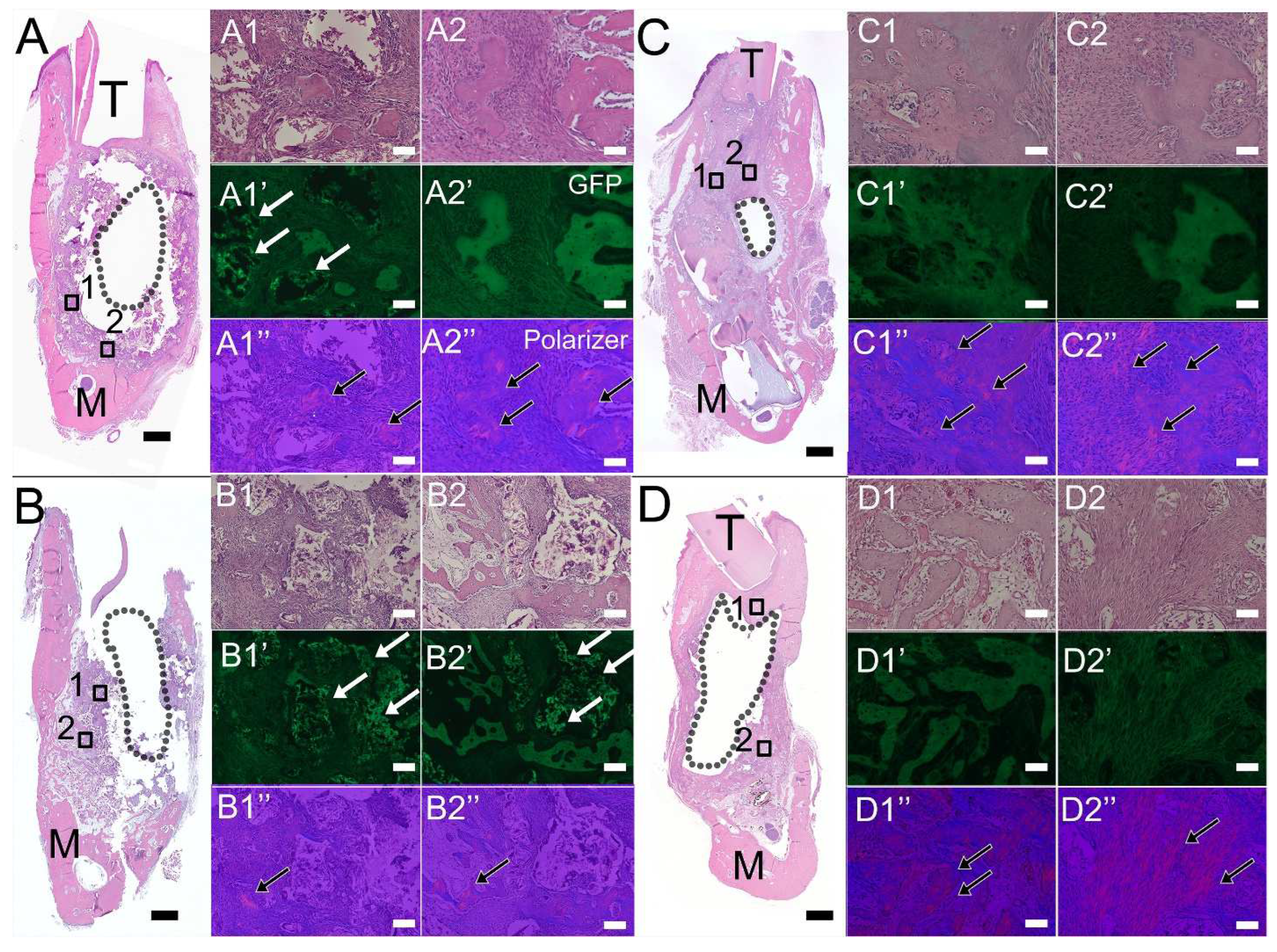 Bioengineering 10 01277 g004