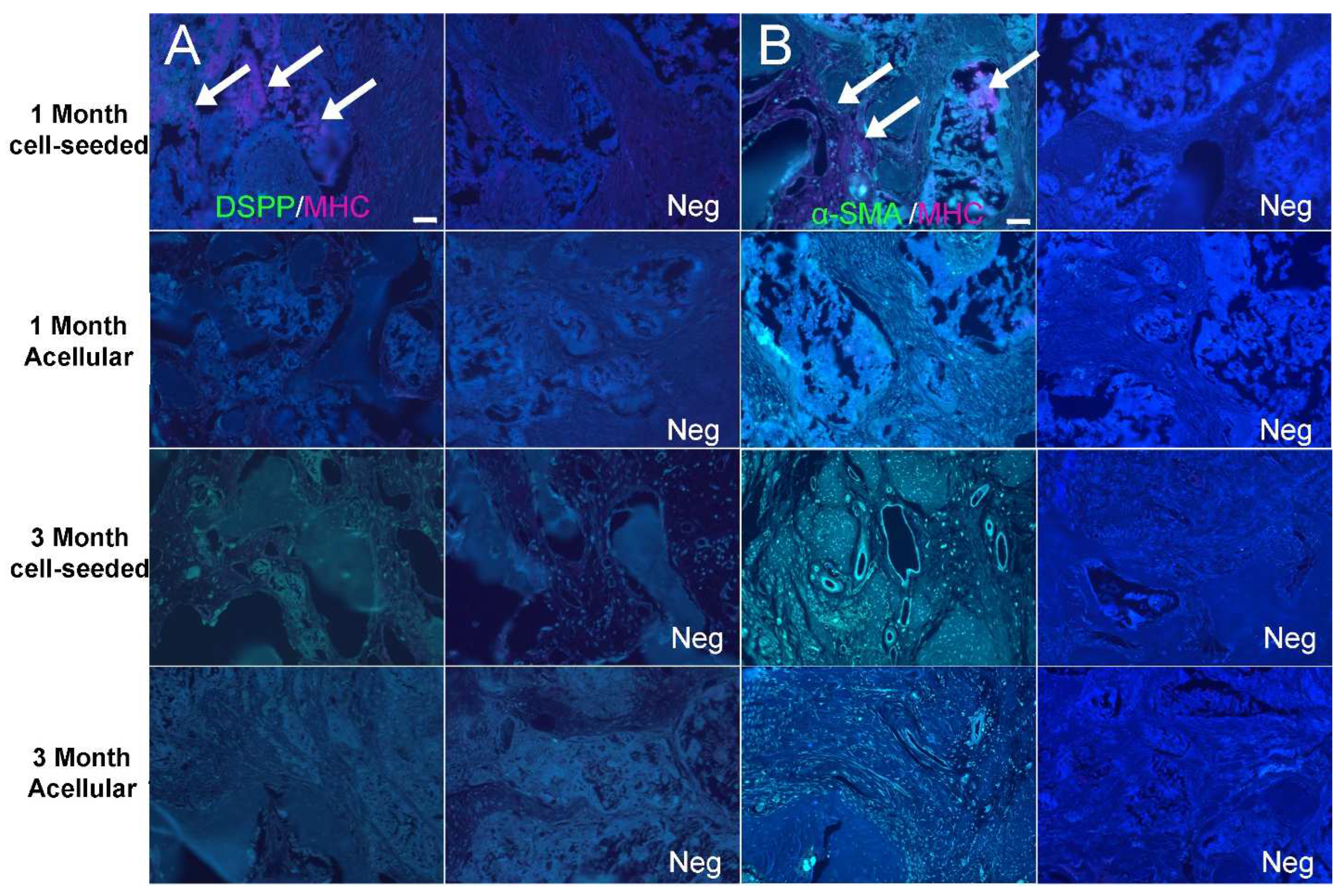 Bioengineering 10 01277 g005