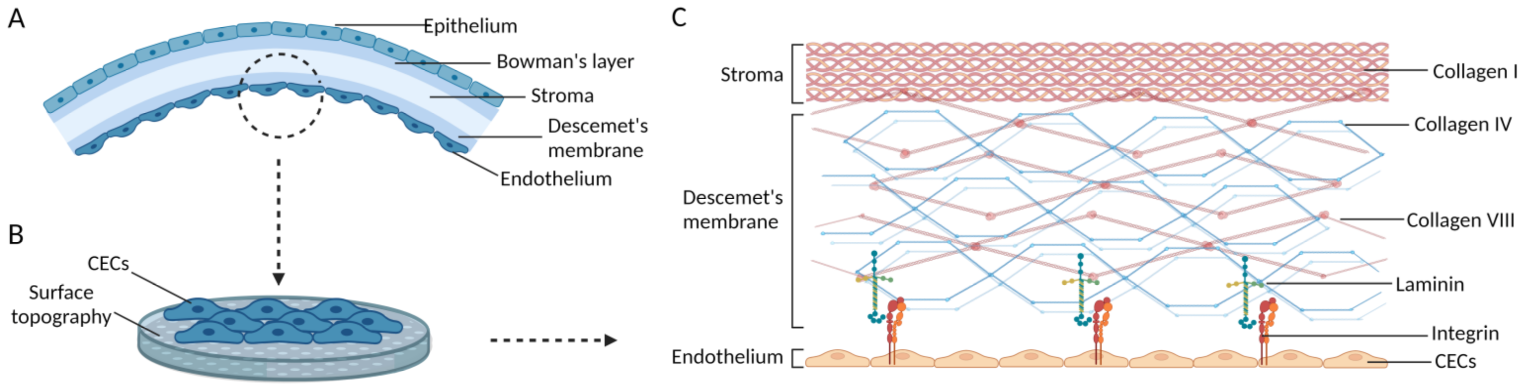 Bioengineering 10 01284 g003