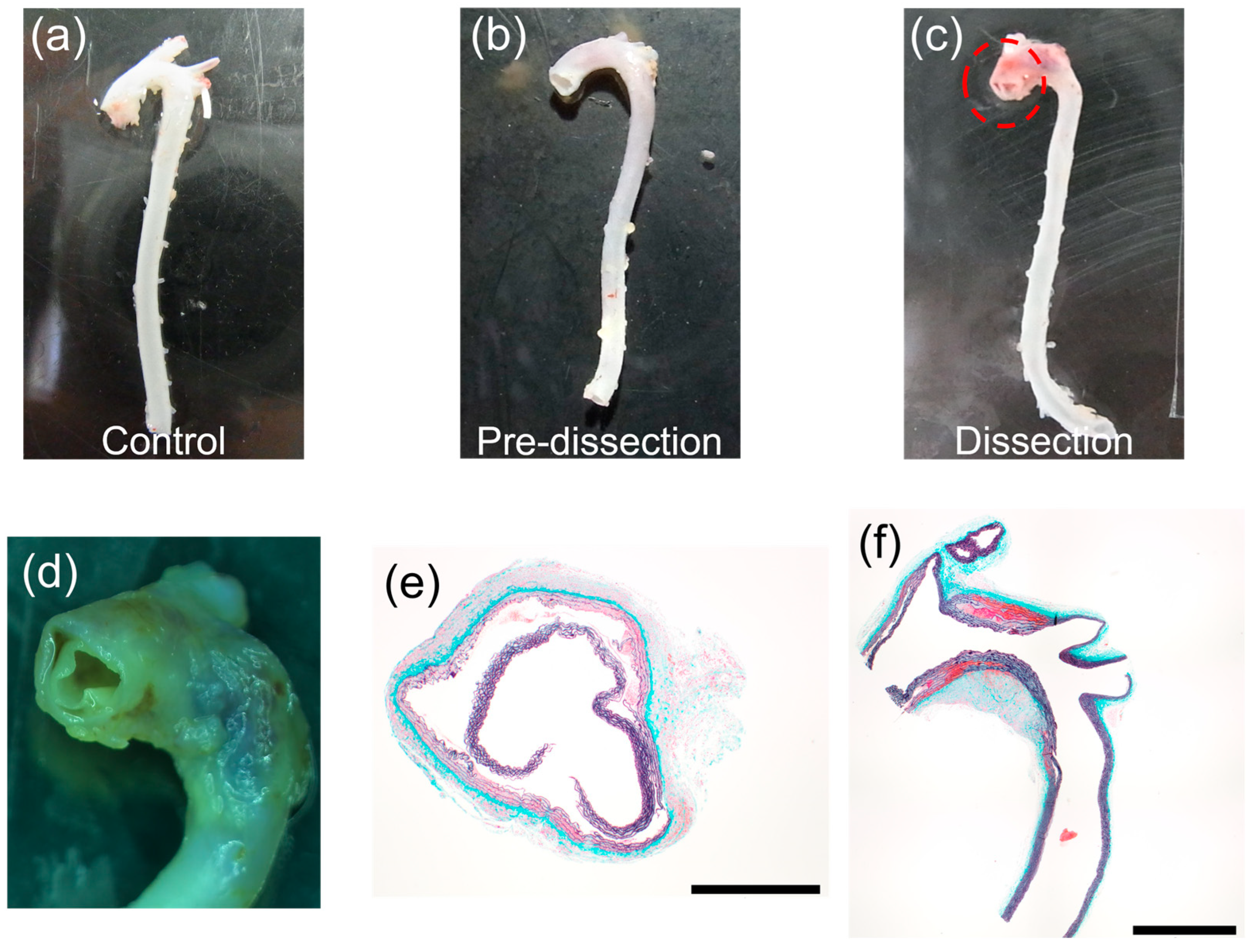 Bioengineering 10 01292 g003 Bioengineering 10 01292 g003