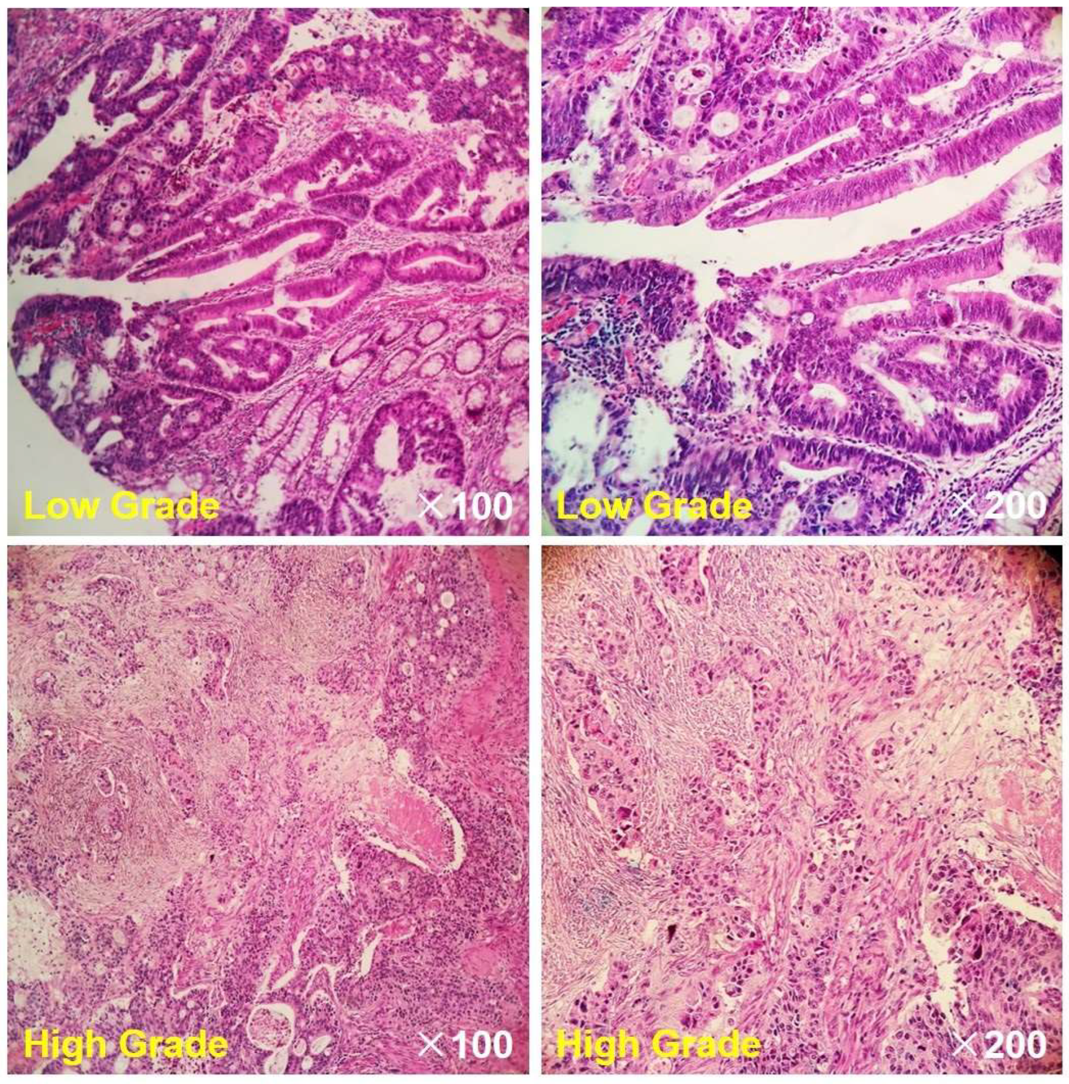 Bioengineering 10 01298 g004