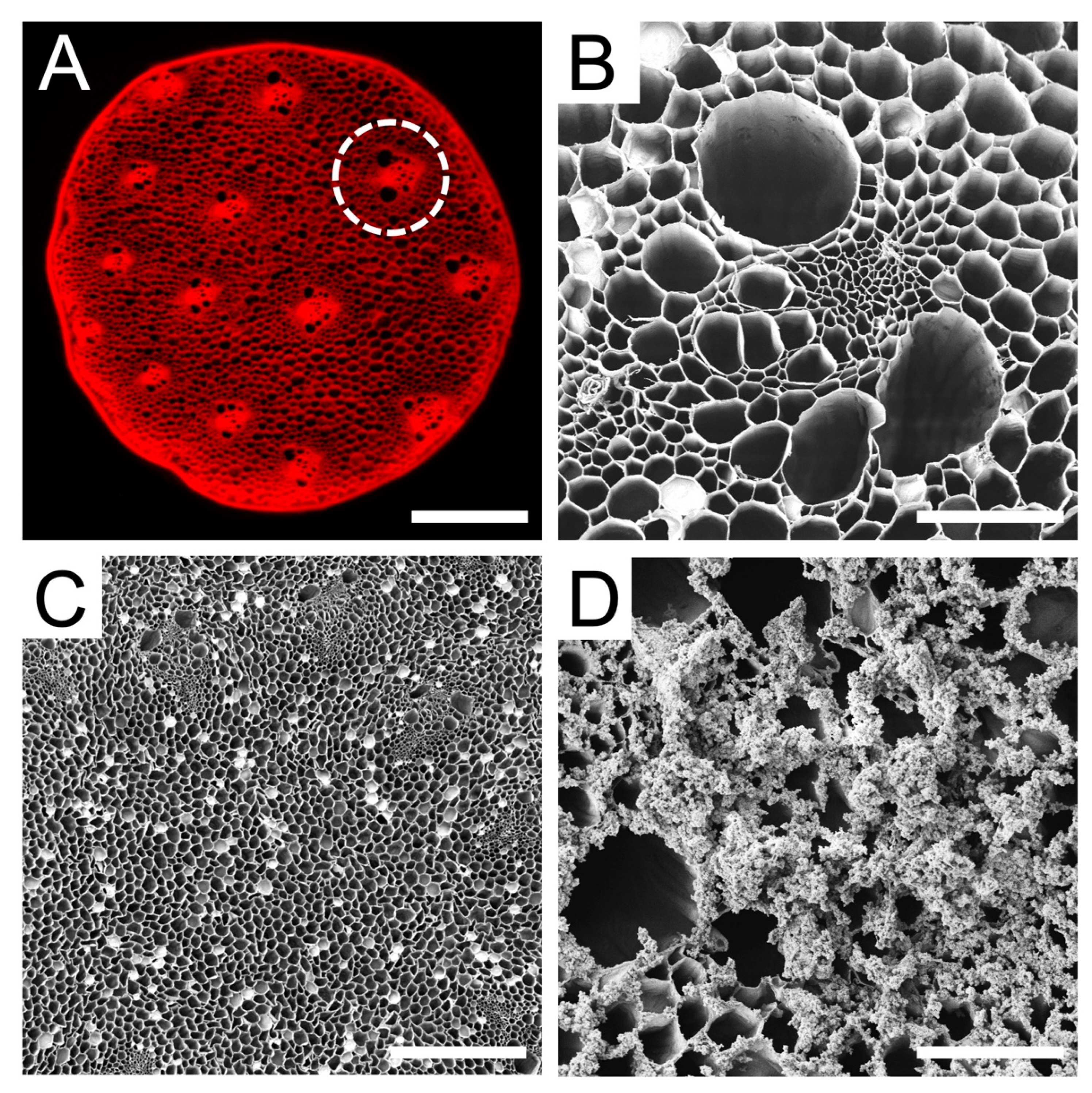 Bioengineering 10 01309 g001