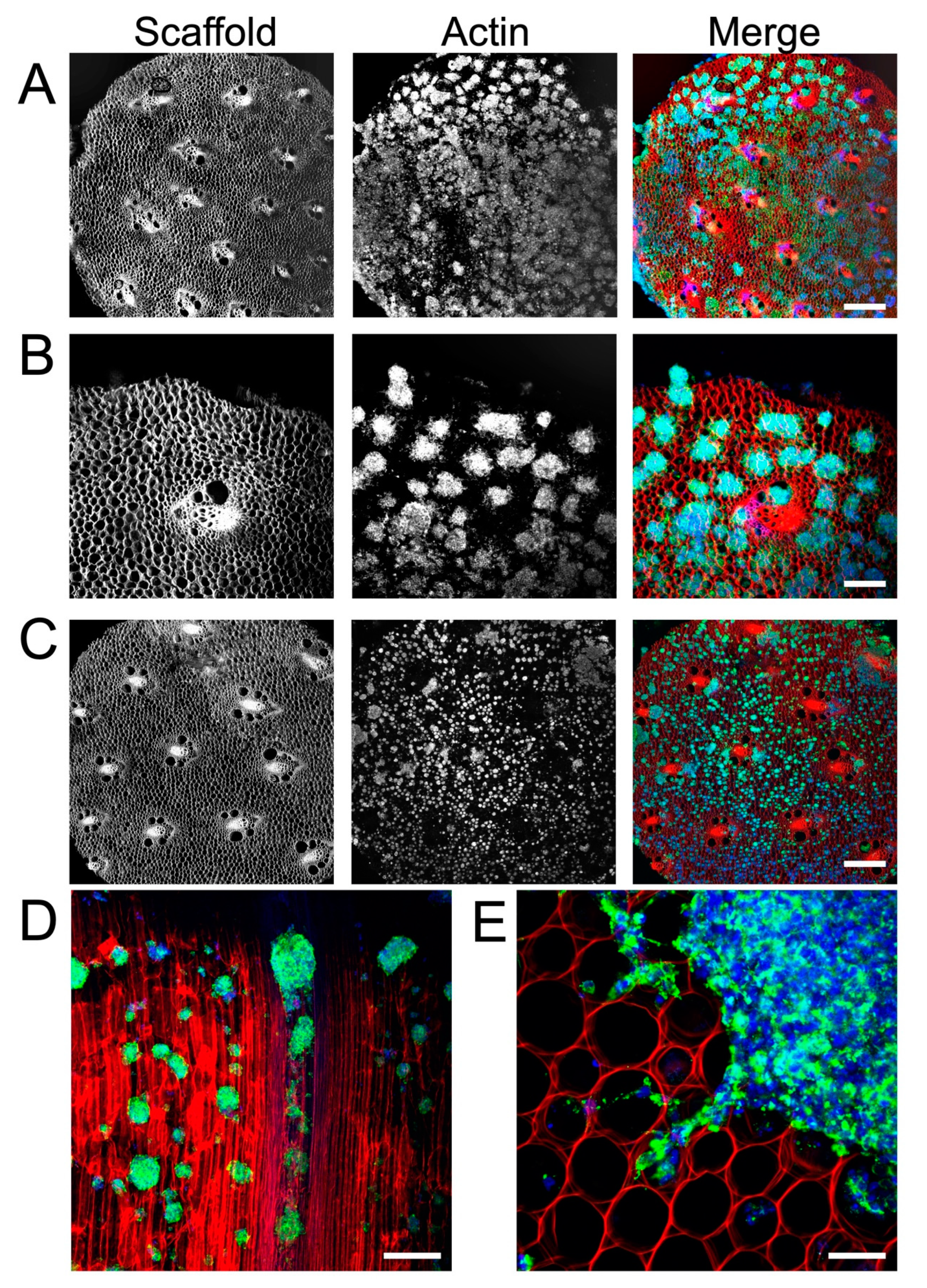 Bioengineering 10 01309 g002