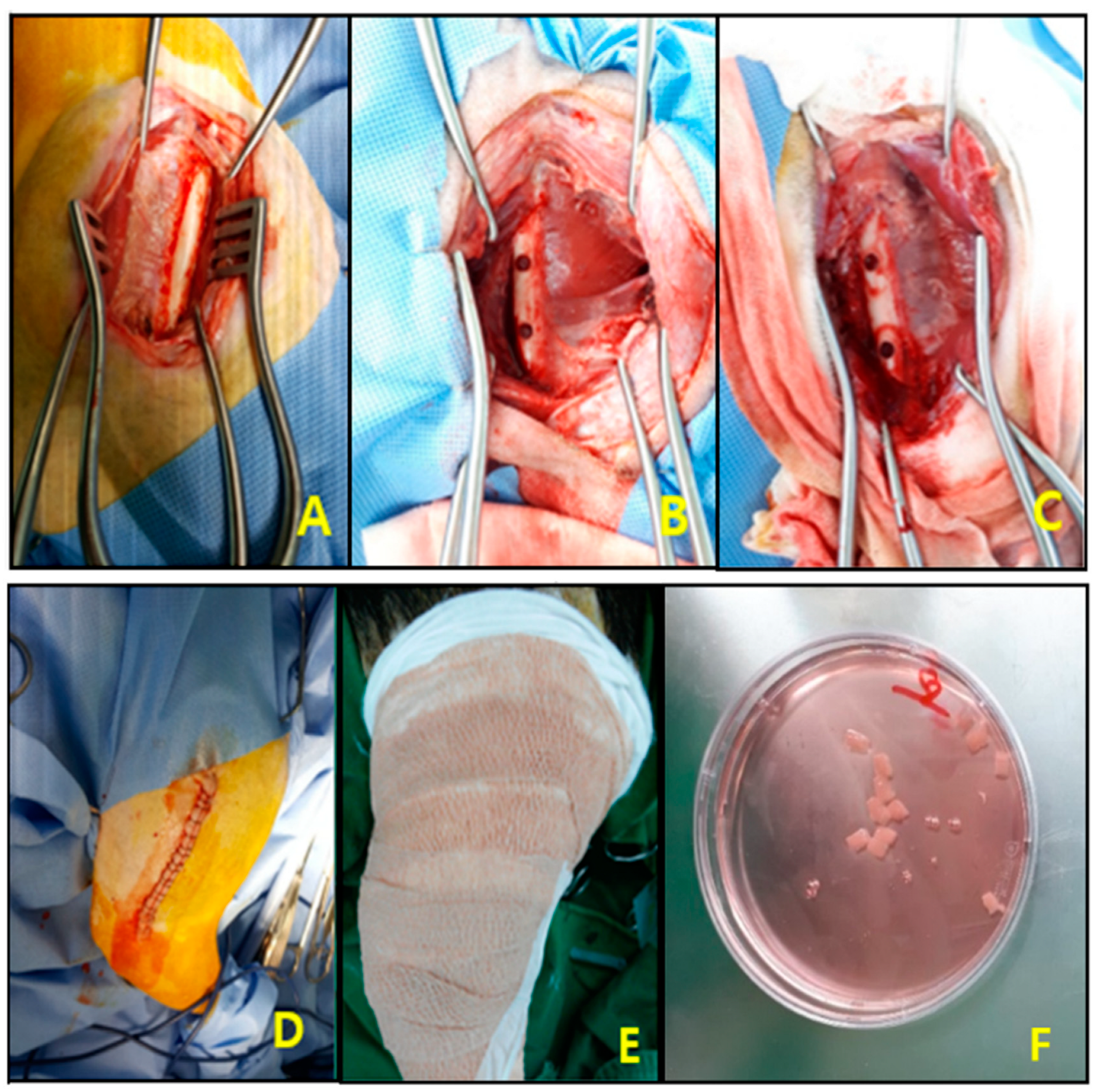 Bioengineering 10 01311 g002