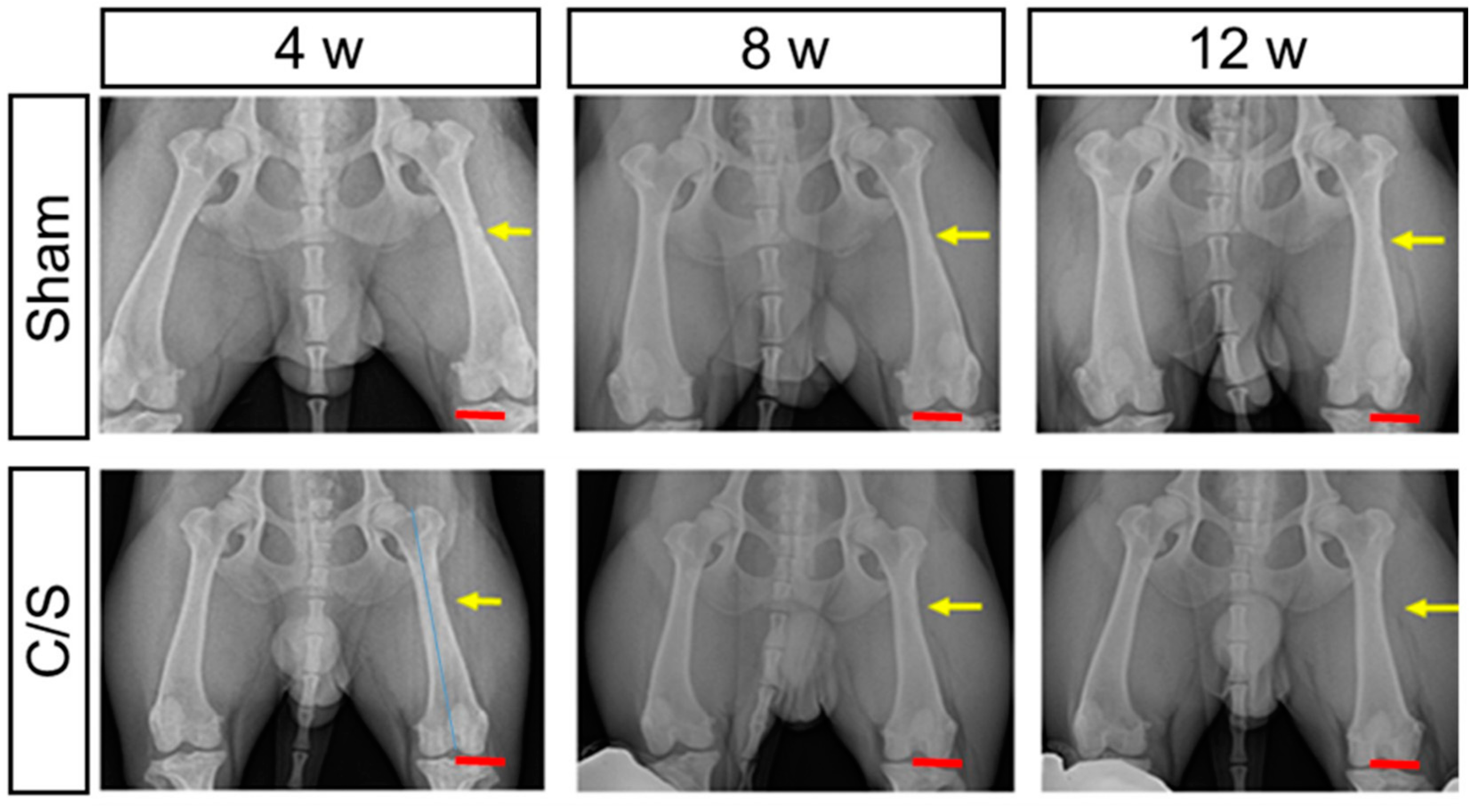 Bioengineering 10 01311 g004