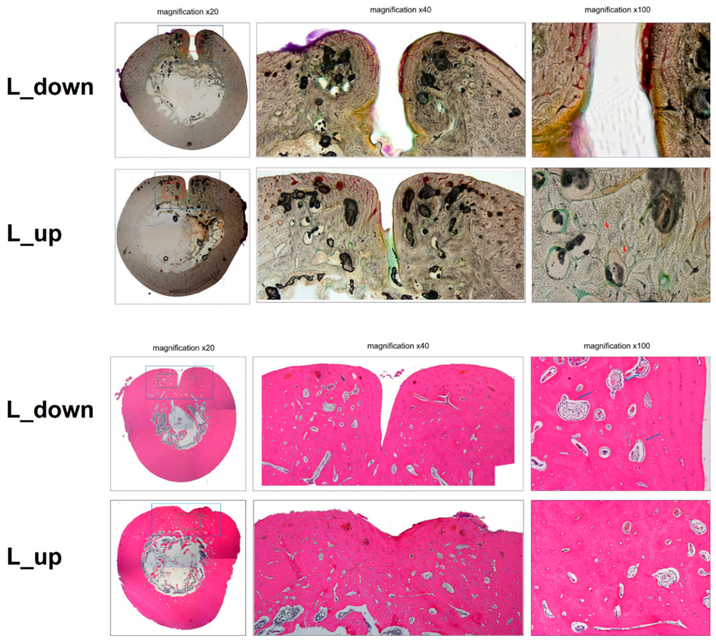 Bioengineering 10 01311 g008