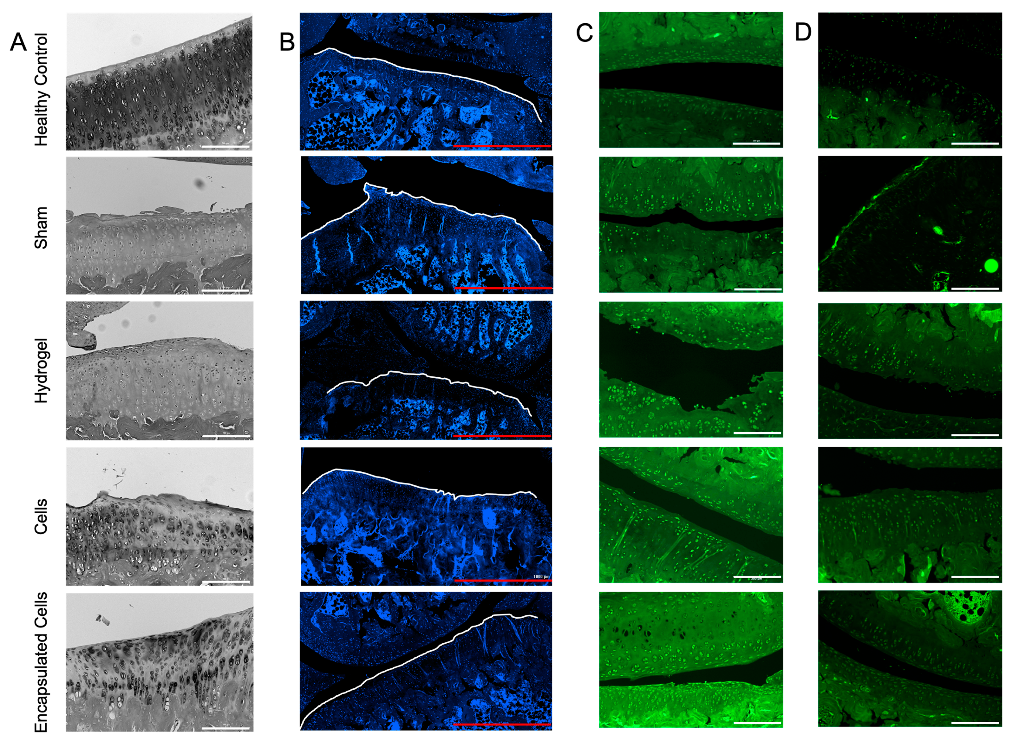 Bioengineering 10 01315 g006