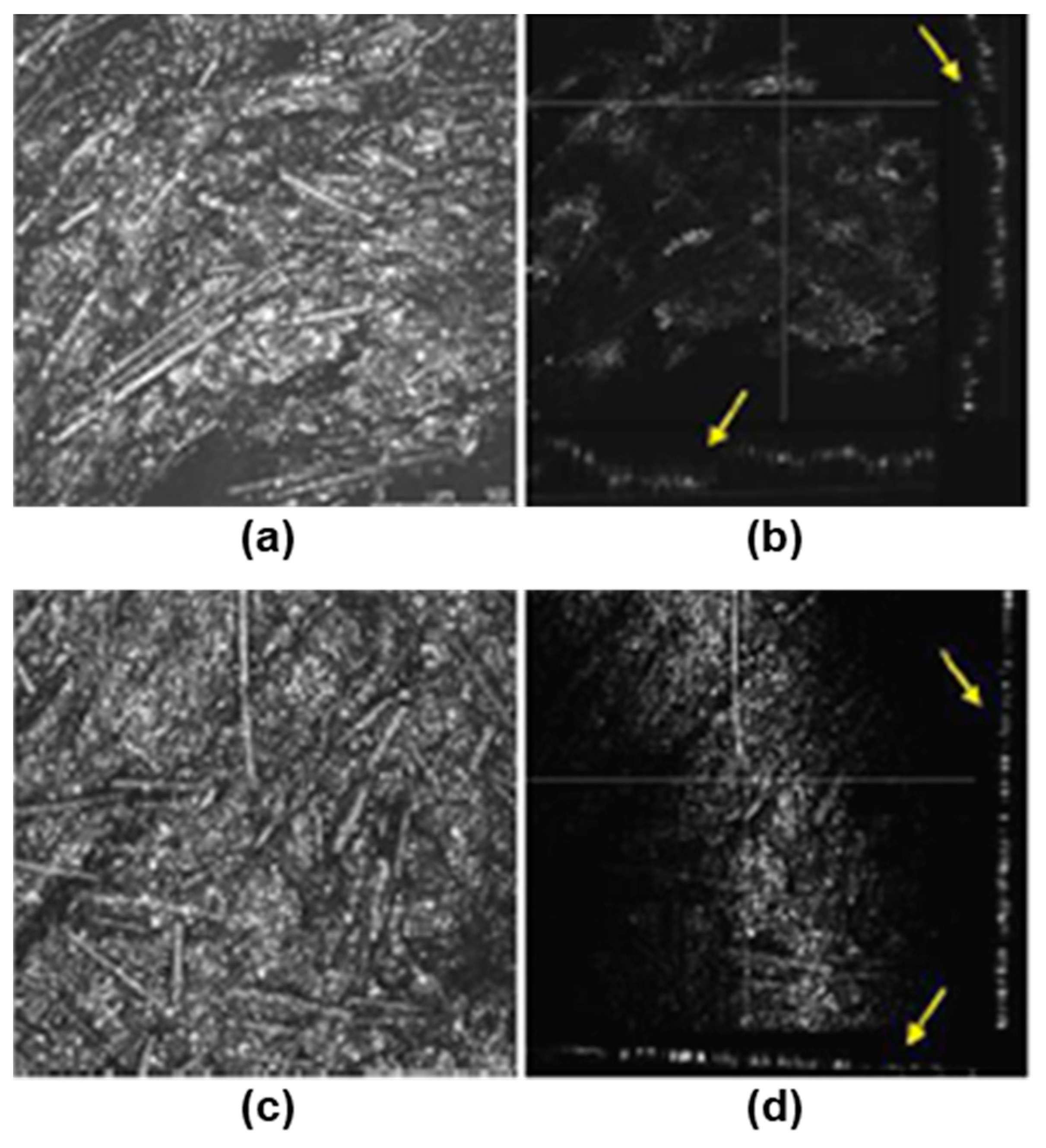 Bioengineering 10 01327 g009