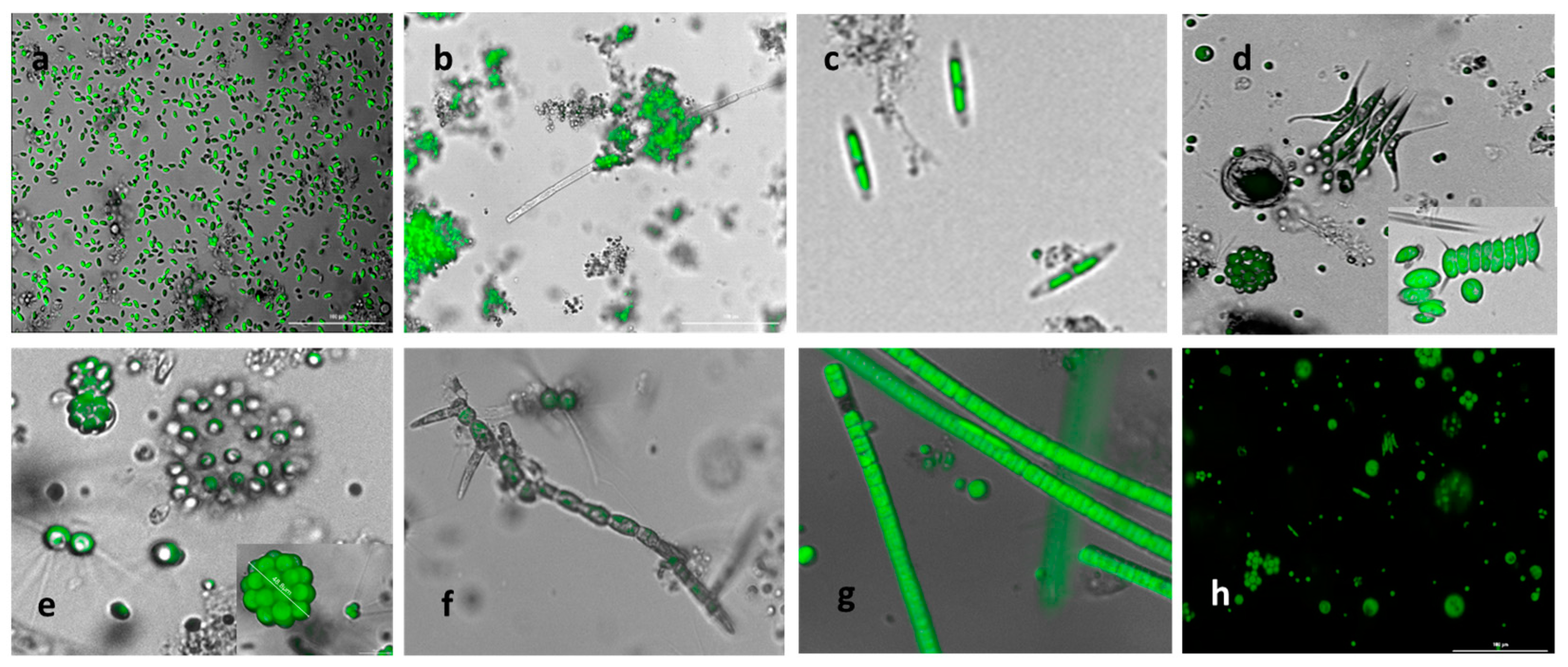 Bioengineering 10 01339 g002