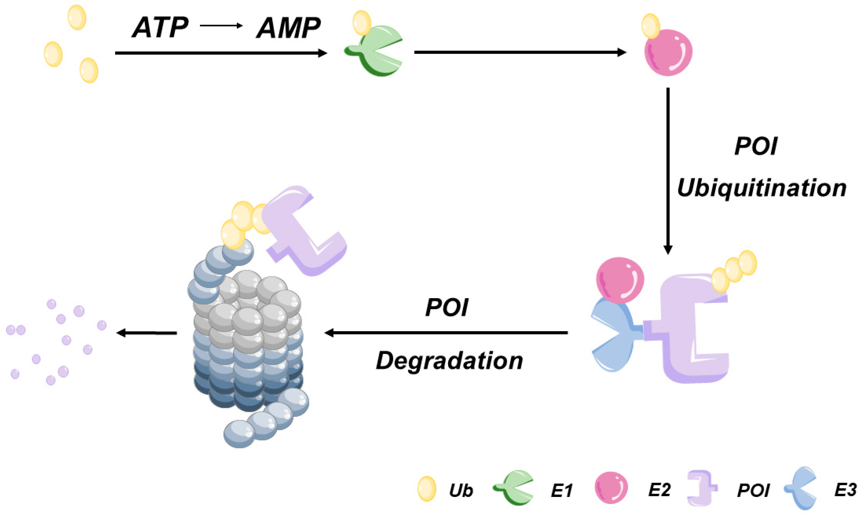 Bioengineering 10 01368 g001