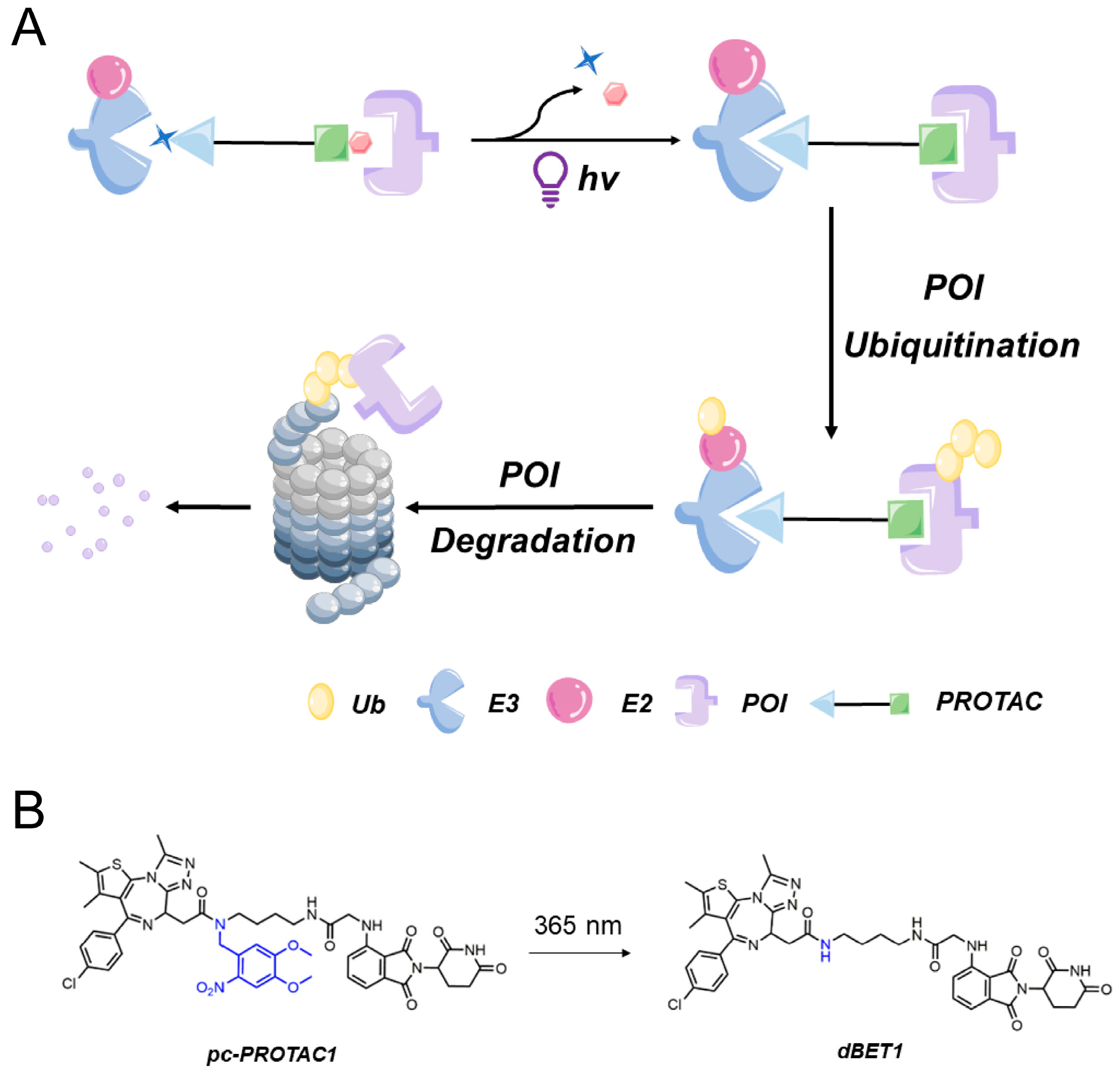 Bioengineering 10 01368 g003