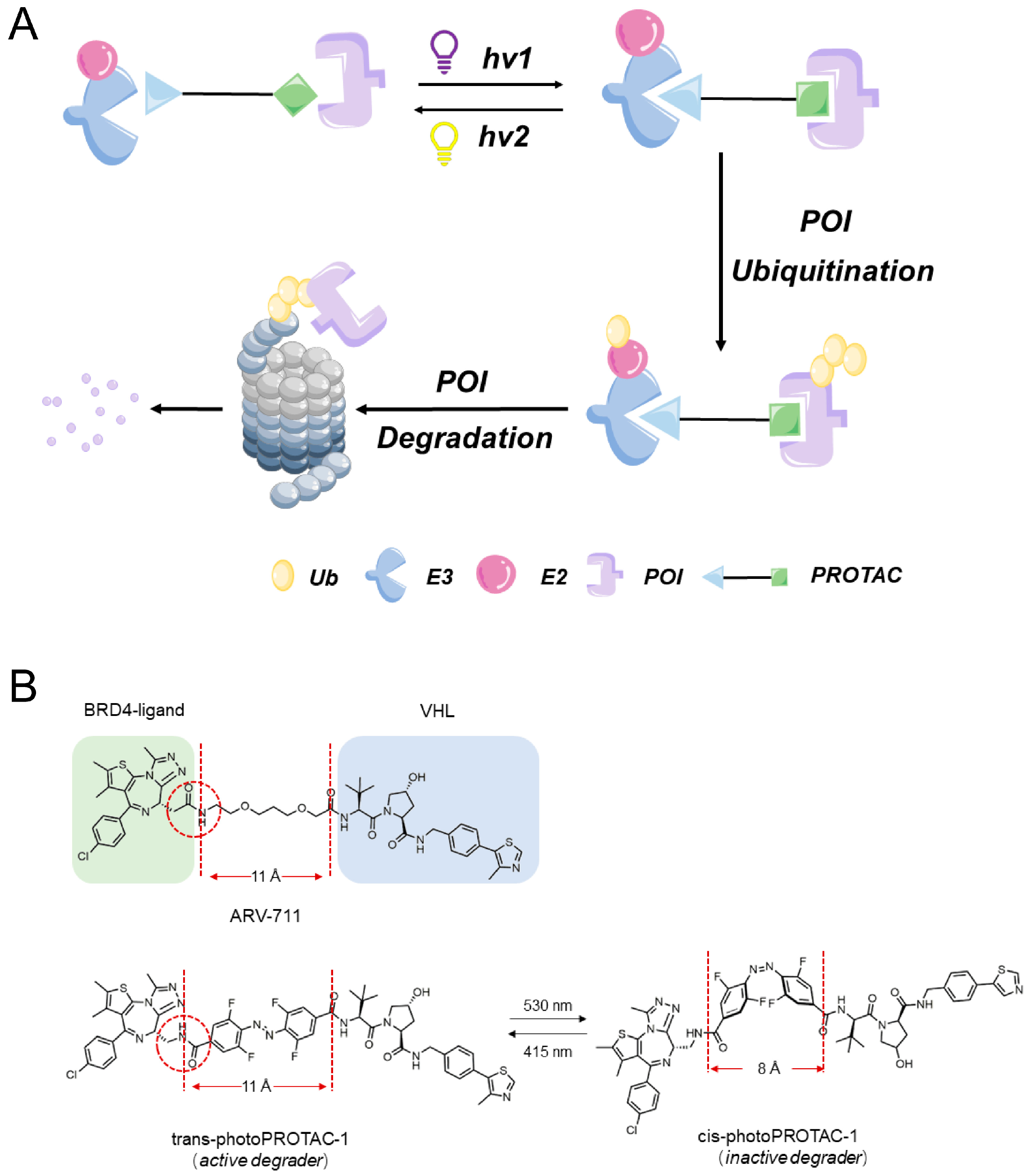 Bioengineering 10 01368 g004