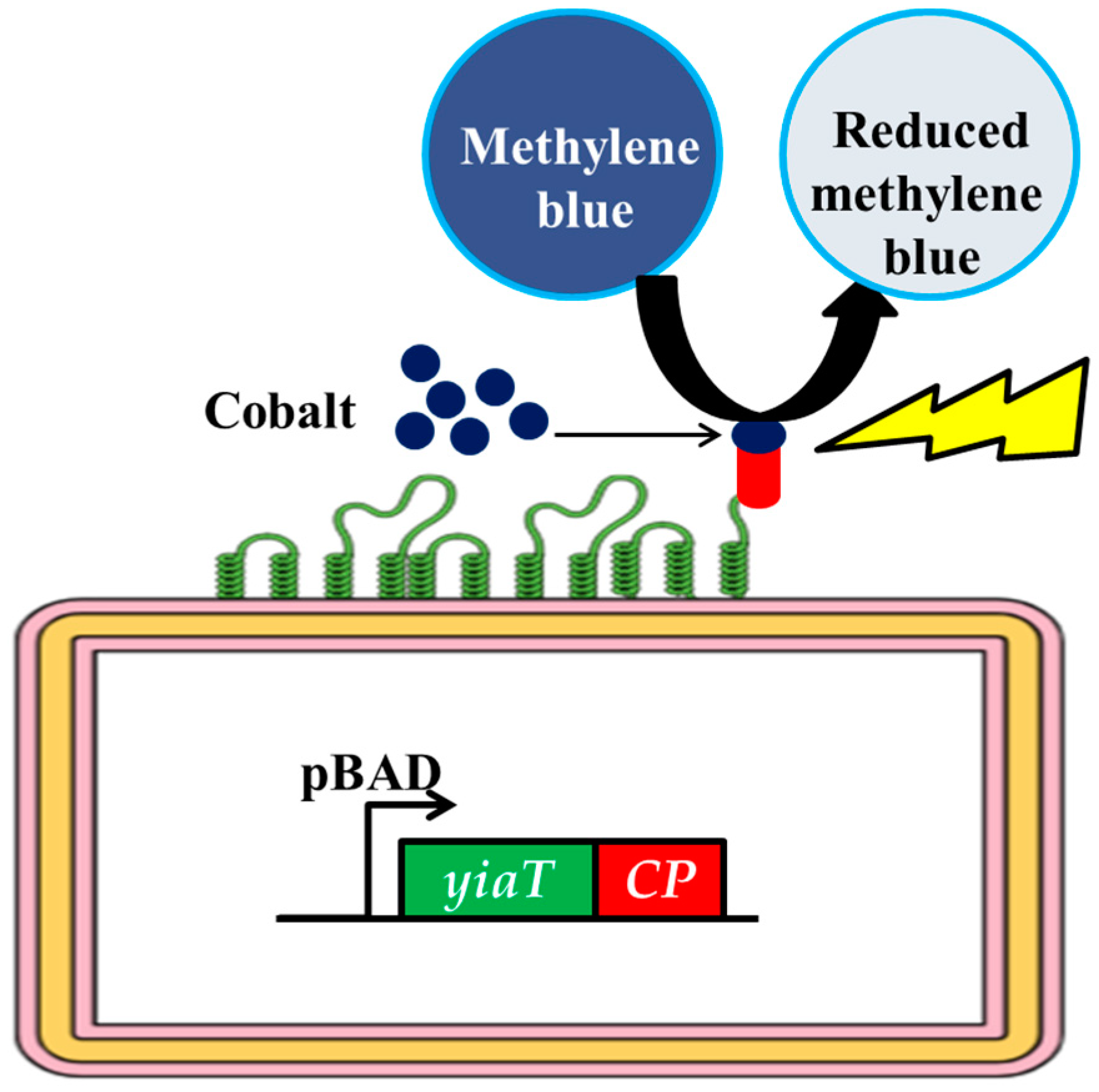 Bioengineering 10 01389 g001