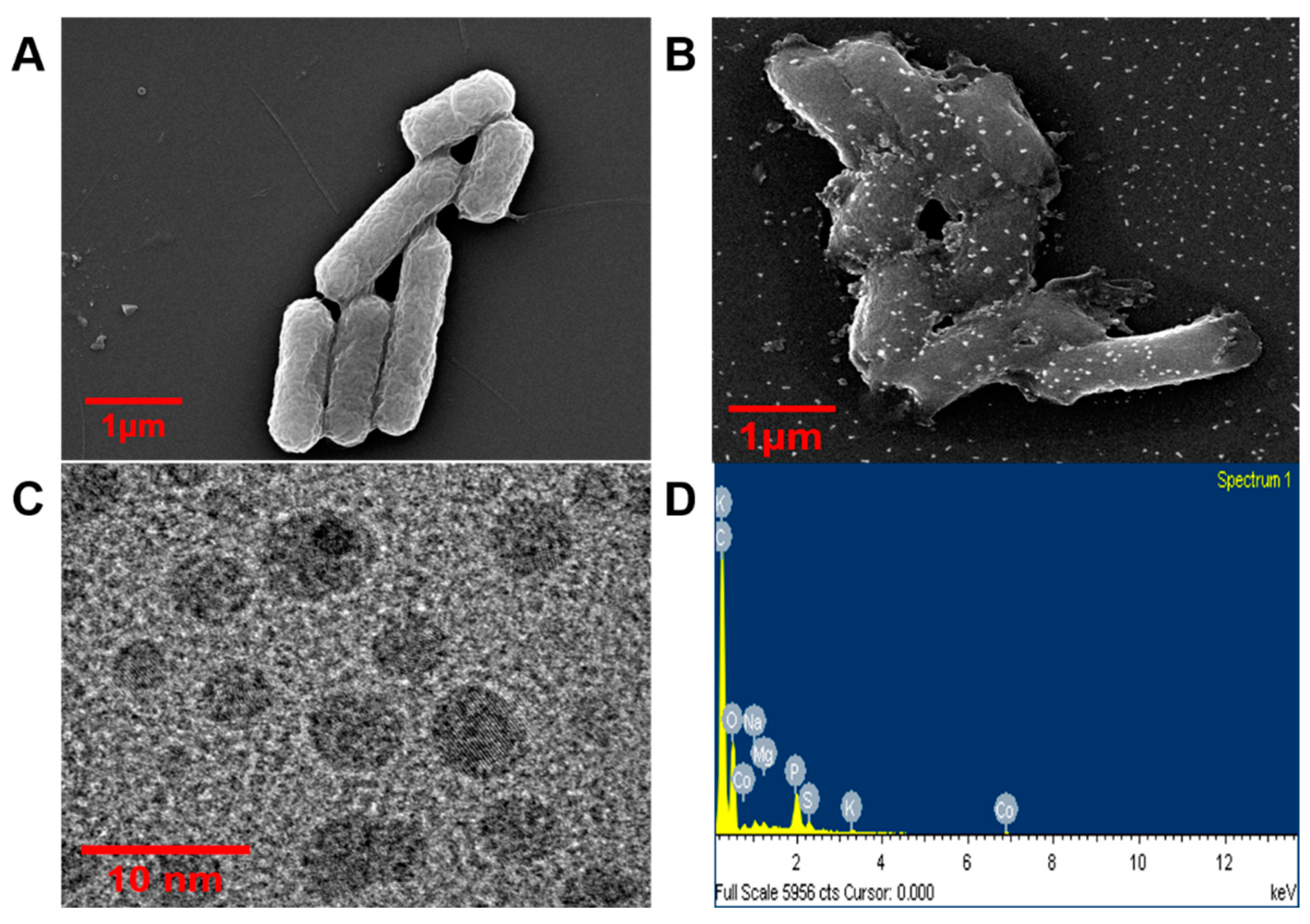 Bioengineering 10 01389 g006