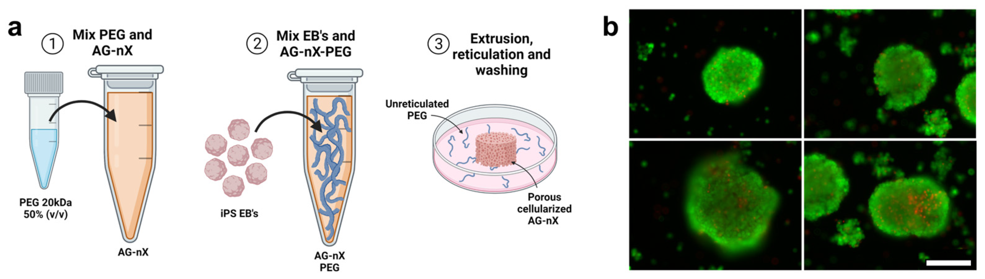Bioengineering 10 01418 g003