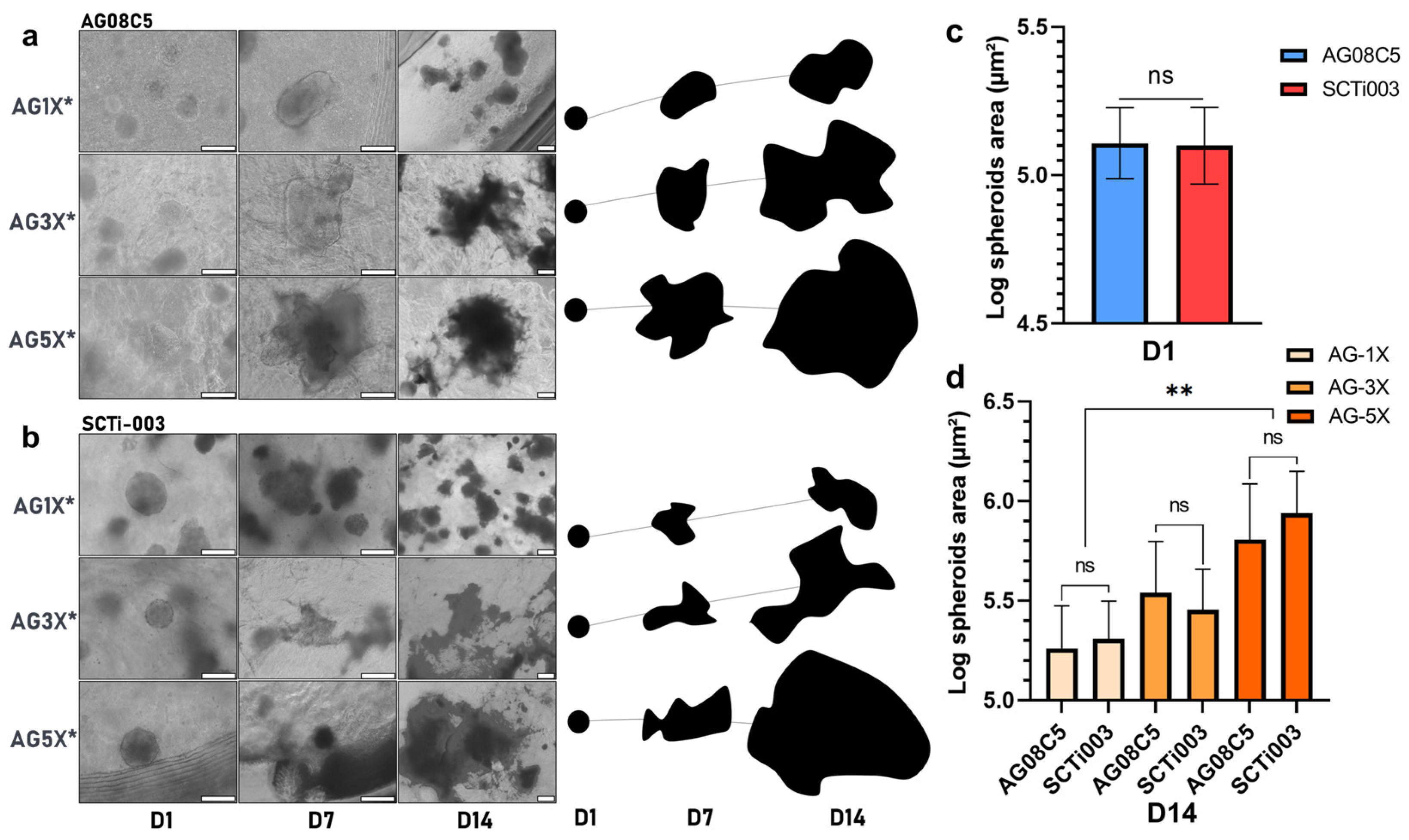 Bioengineering 10 01418 g005
