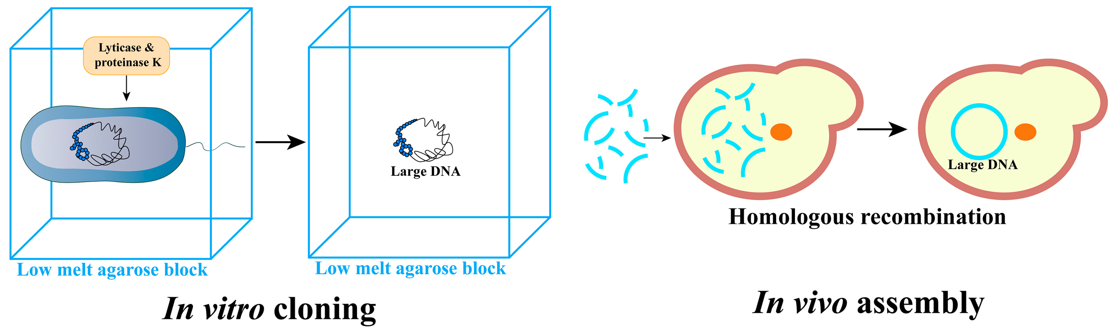 Bioengineering 10 01425 g003 Bioengineering 10 01425 g003