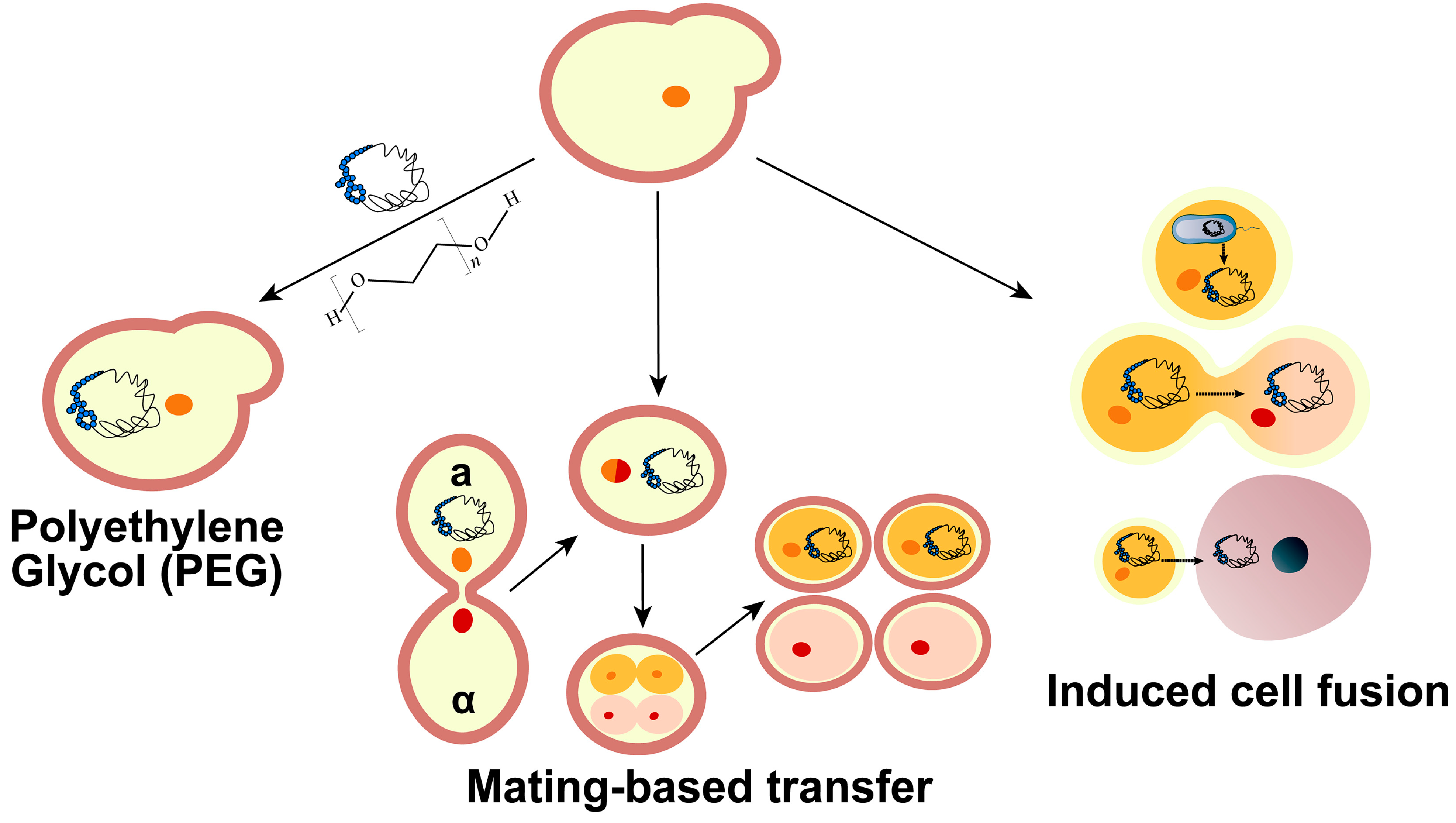Bioengineering 10 01425 g004 Bioengineering 10 01425 g004