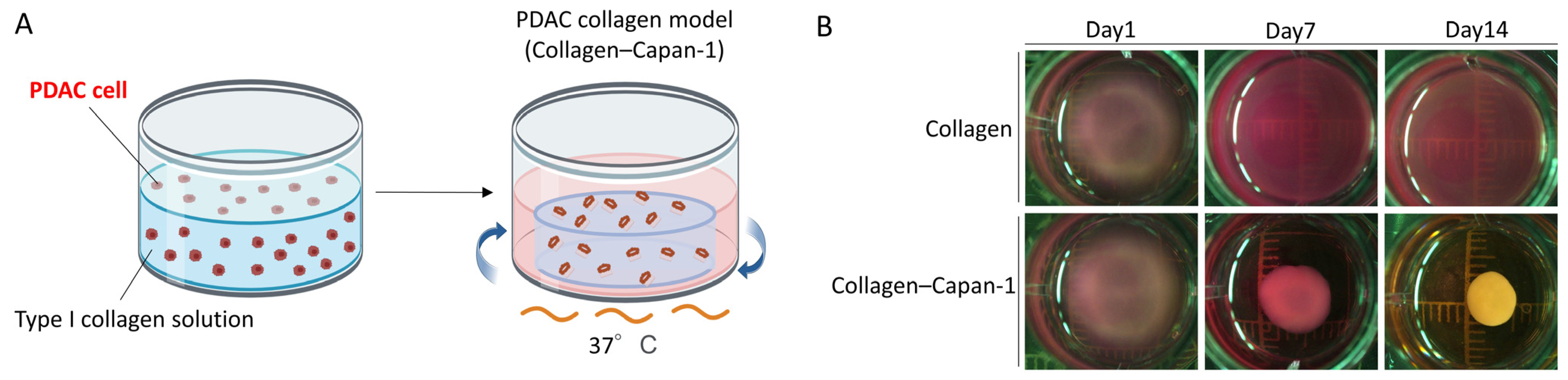 Bioengineering 10 01437 g001