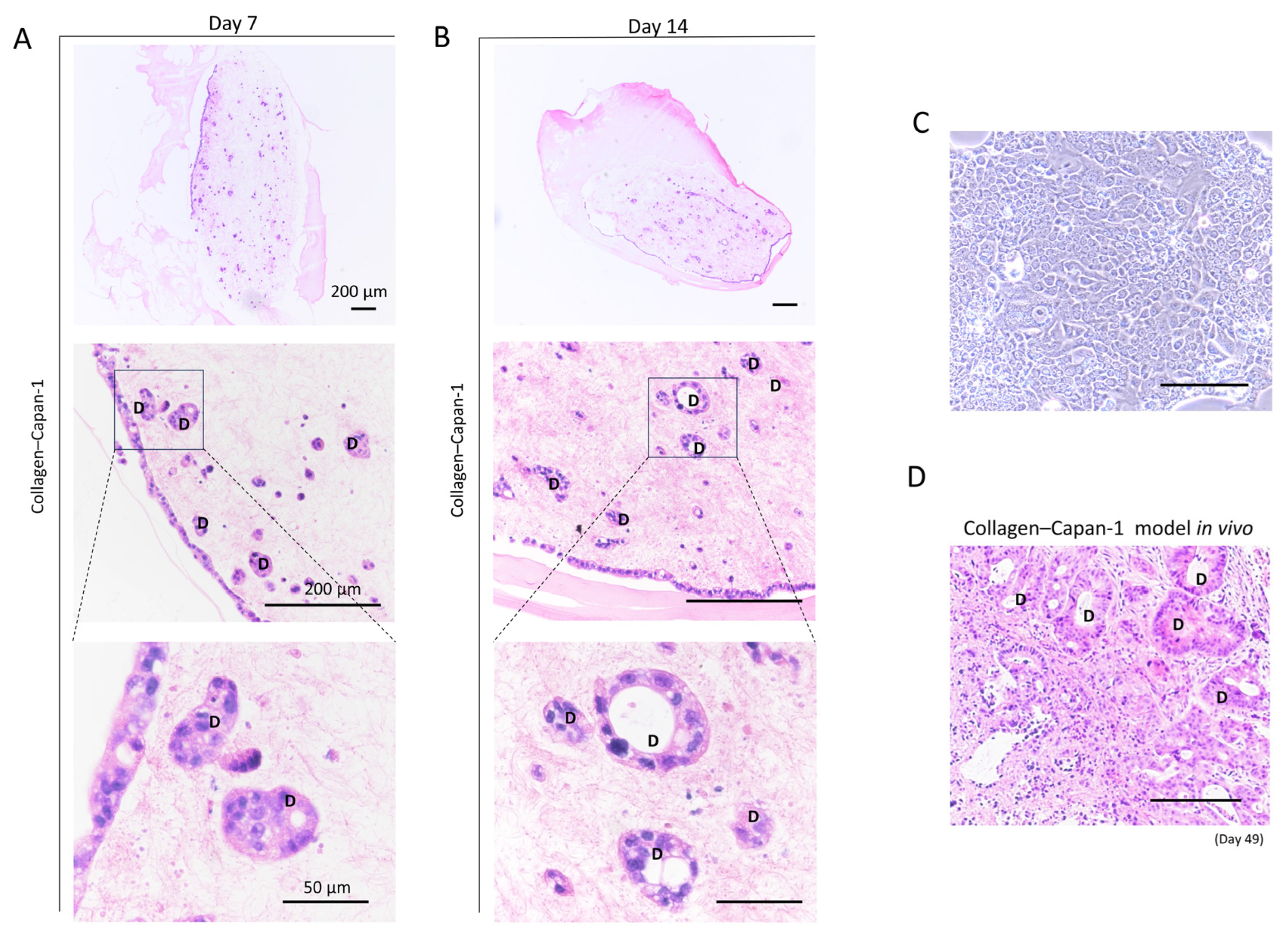 Bioengineering 10 01437 g004