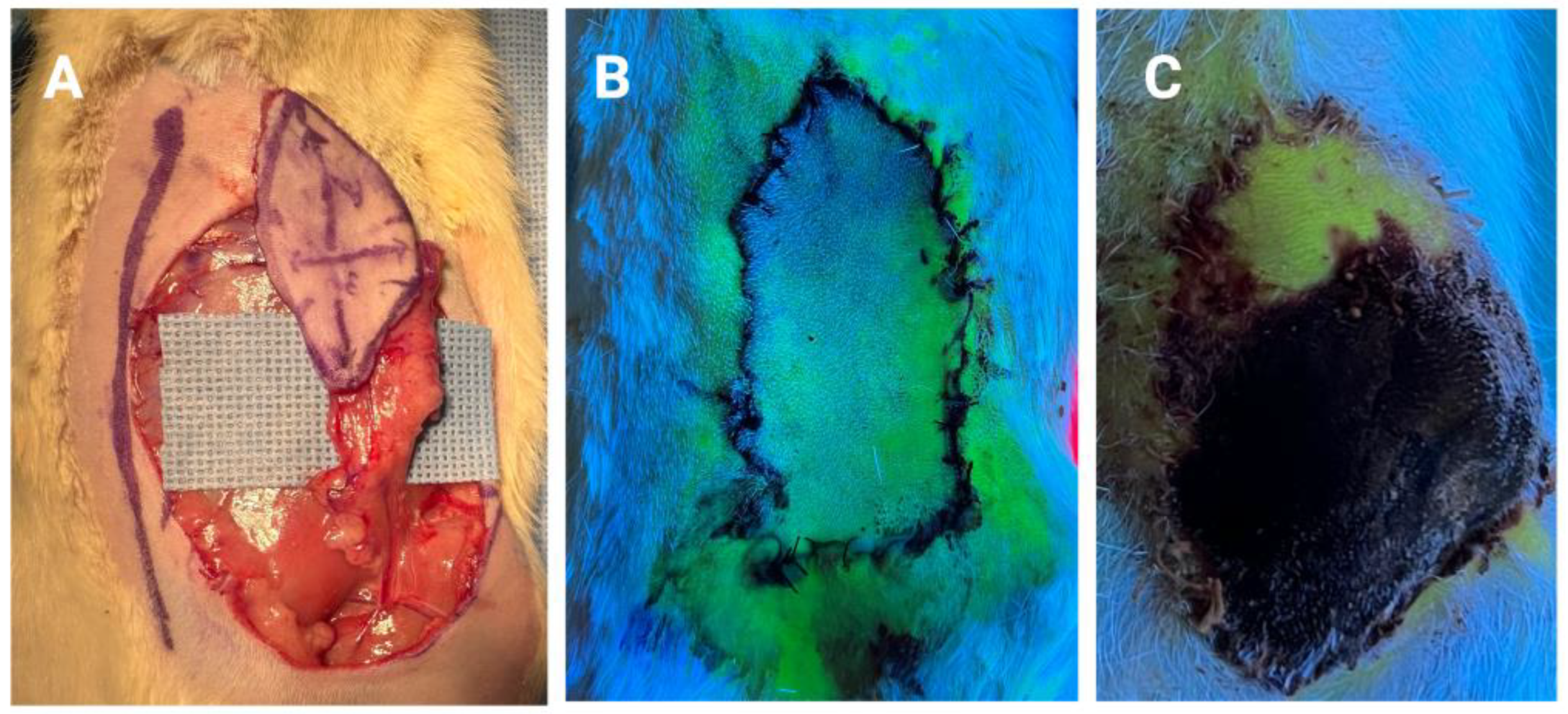 Bioengineering 10 01440 g001