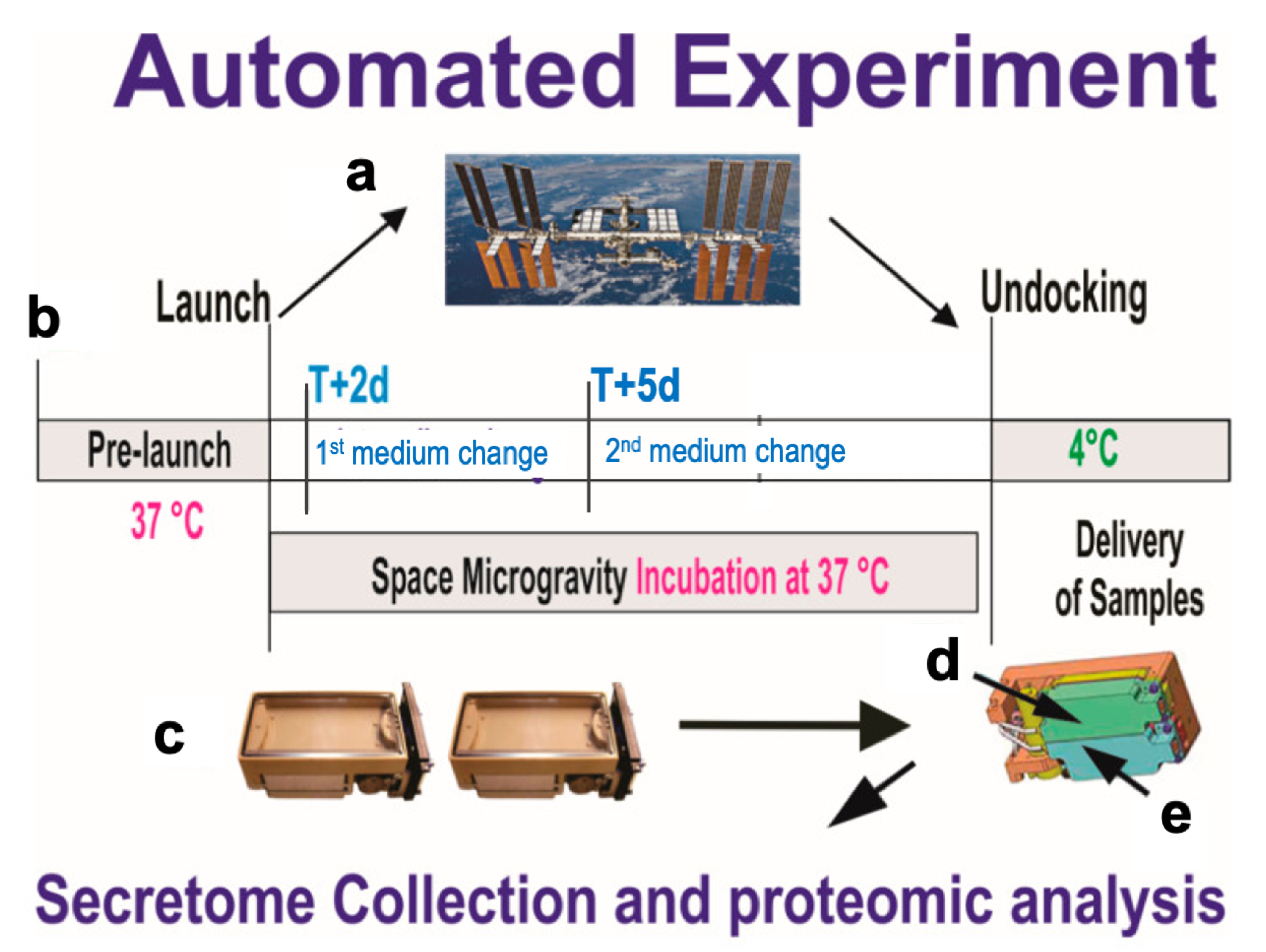 Bioengineering 11 00011 g001