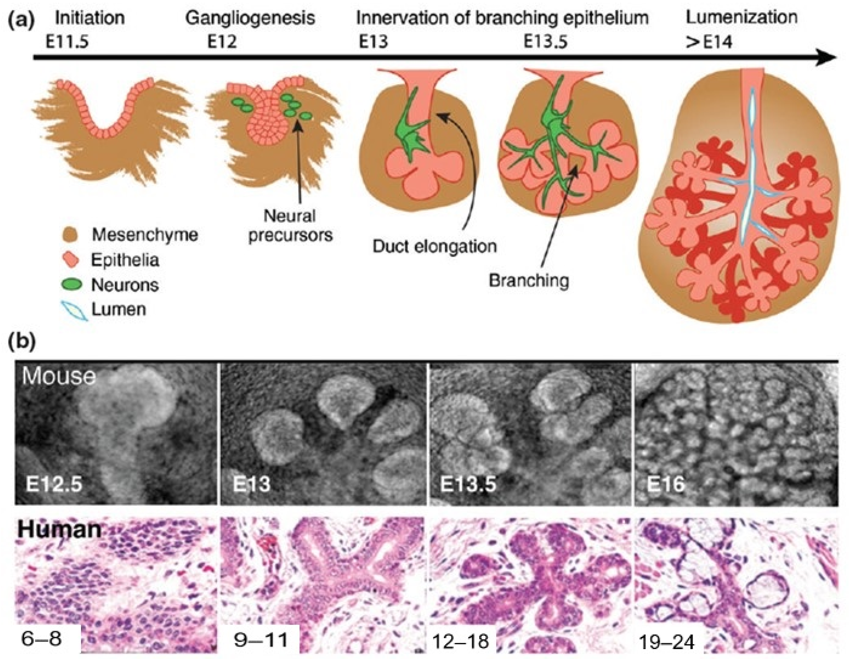 Bioengineering 11 00028 g003 Bioengineering 11 00028 g003
