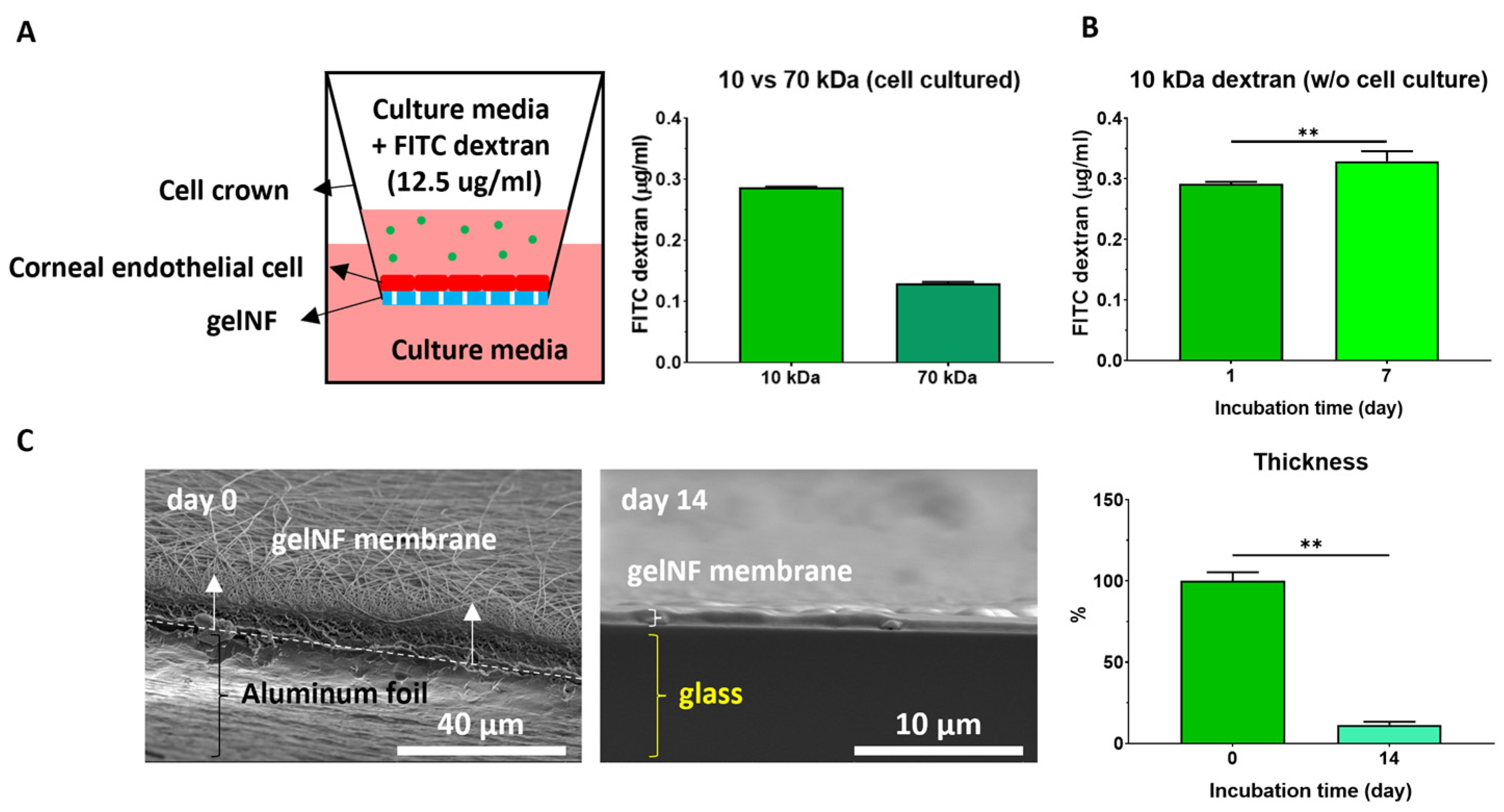 Bioengineering 11 00054 g003