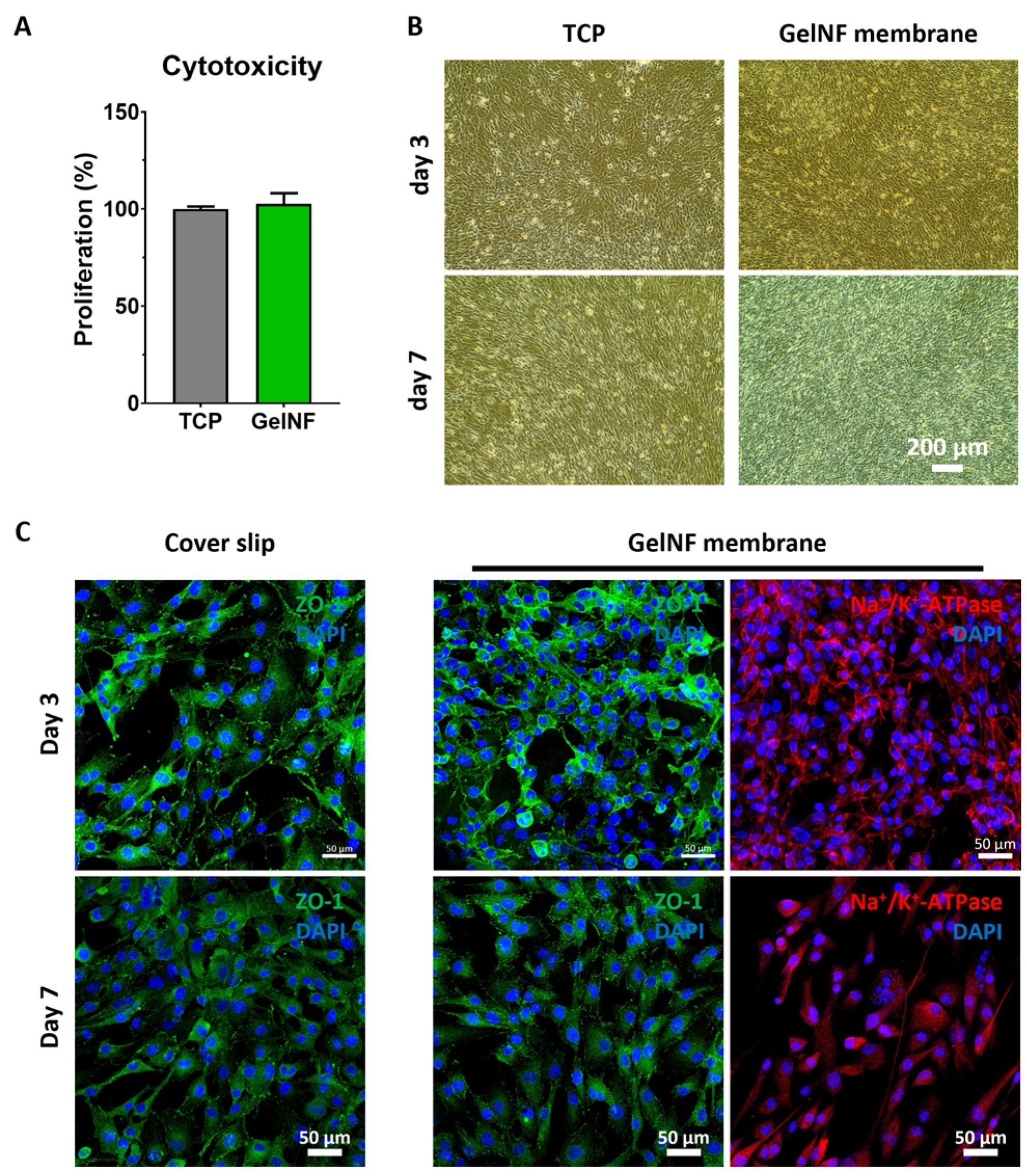 Bioengineering 11 00054 g004