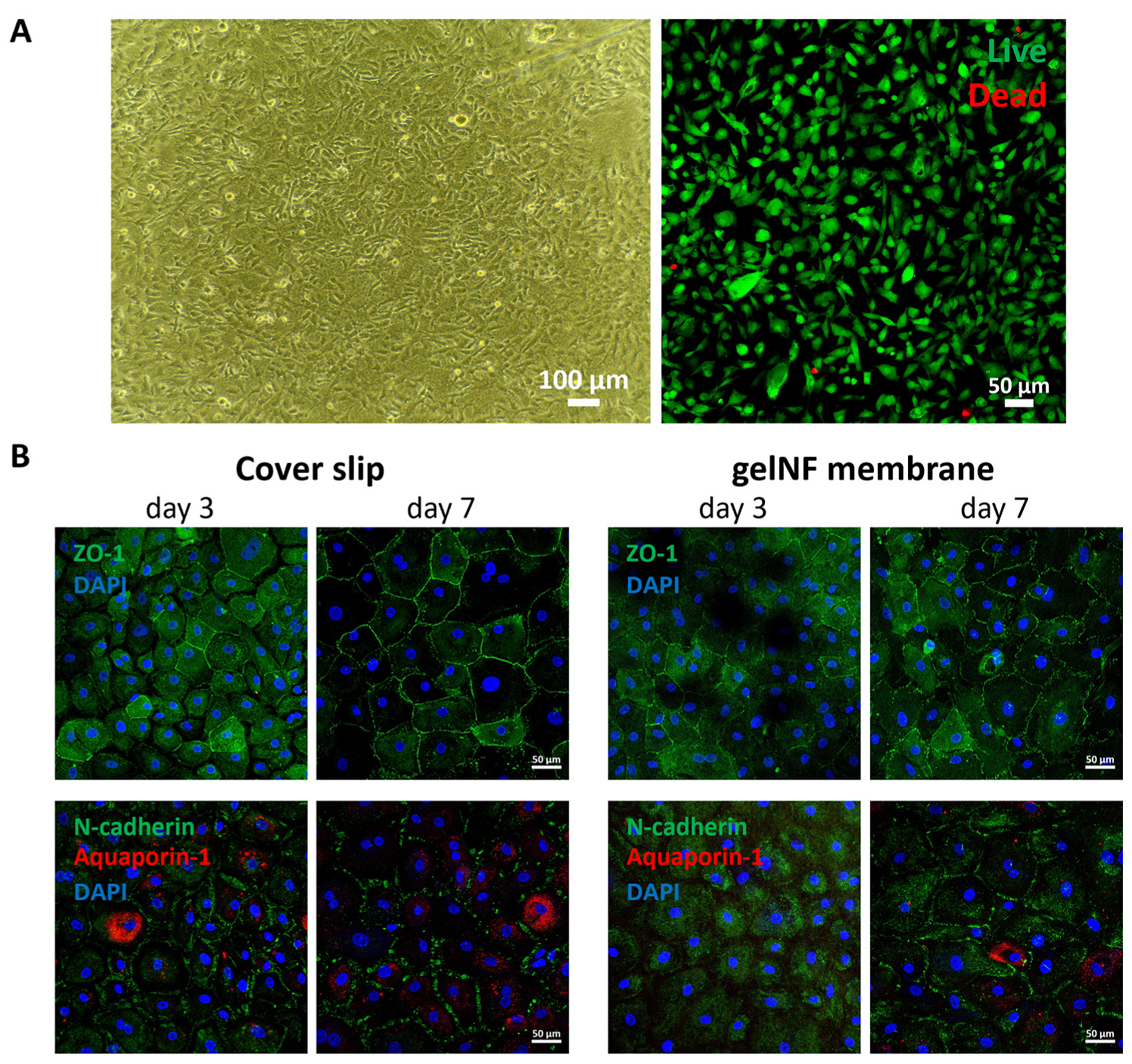 Bioengineering 11 00054 g005