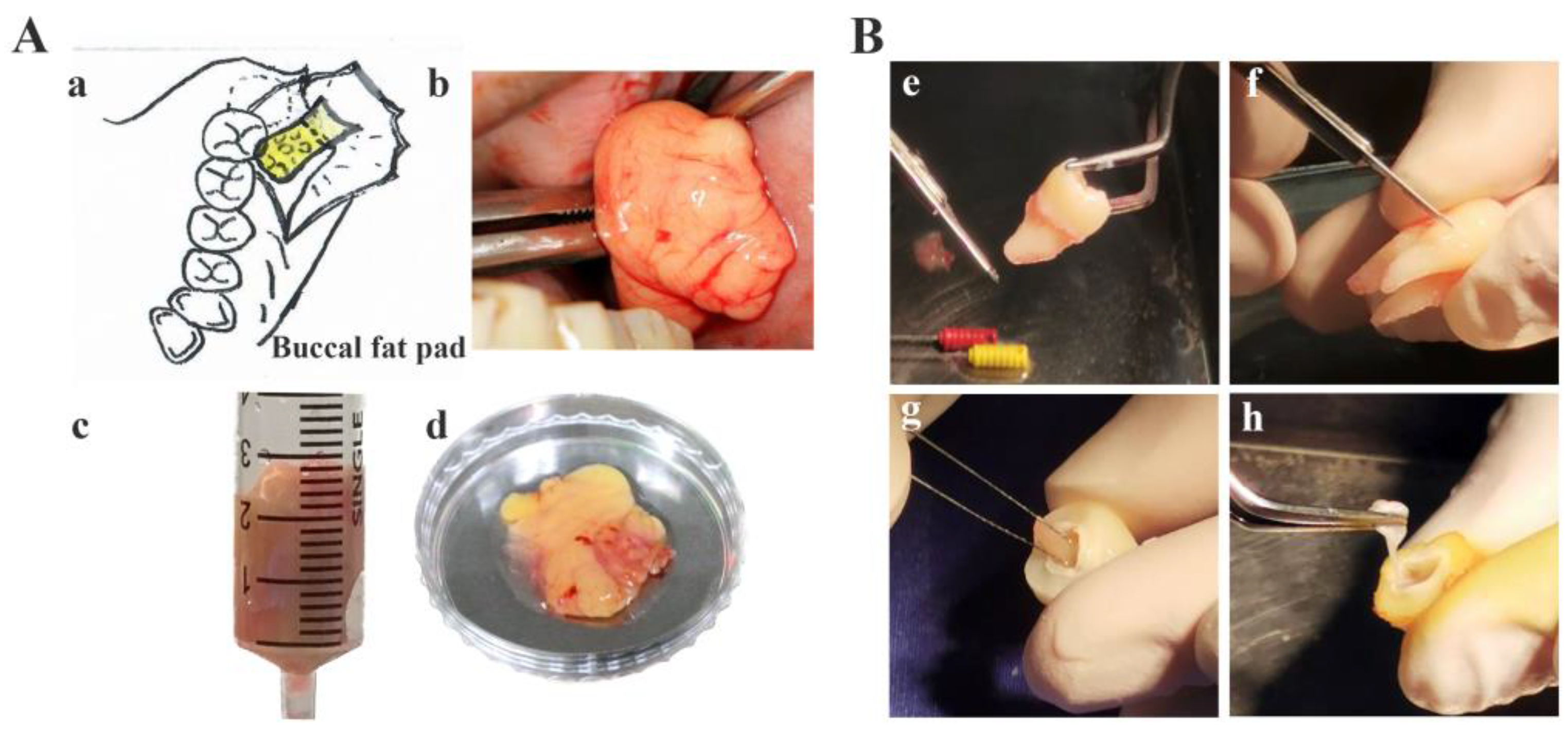 Bioengineering 11 00059 g001