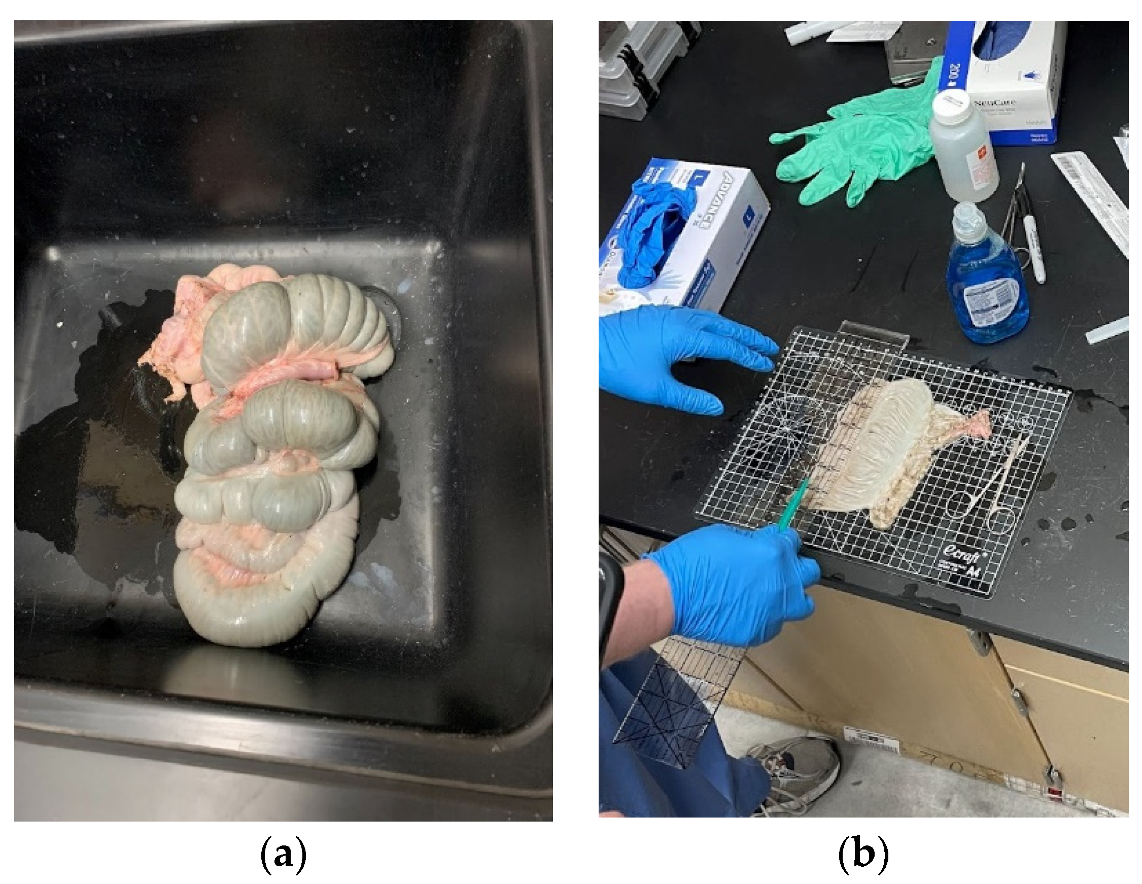 Bioengineering 11 00064 g001