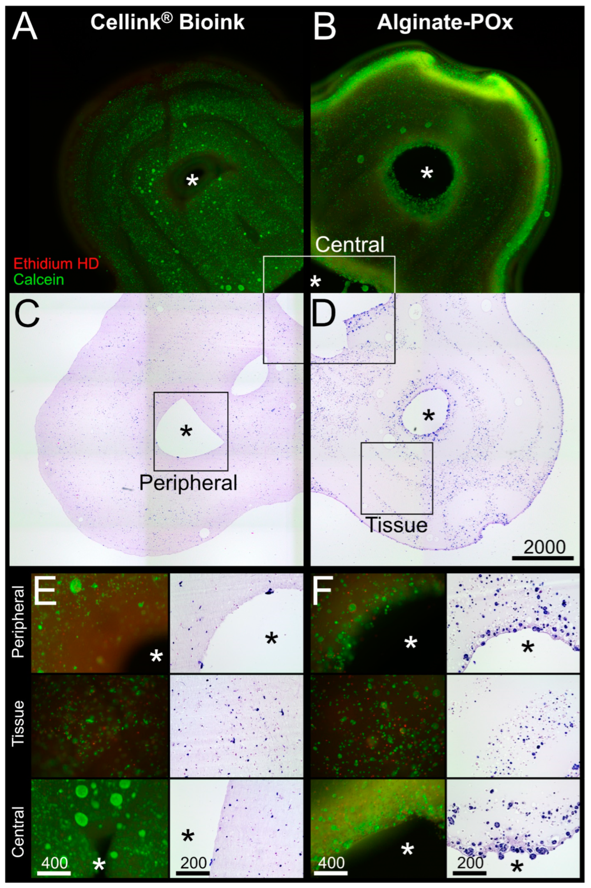 Bioengineering 11 00068 g006