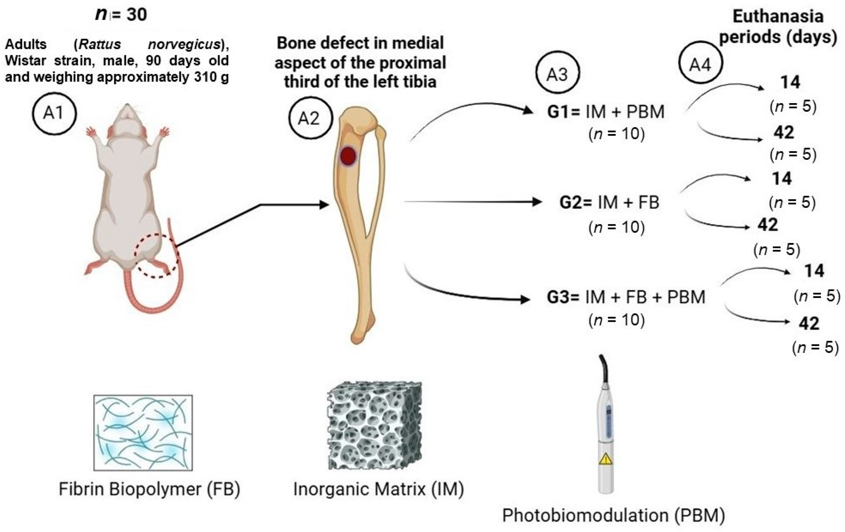Bioengineering 11 00078 g001