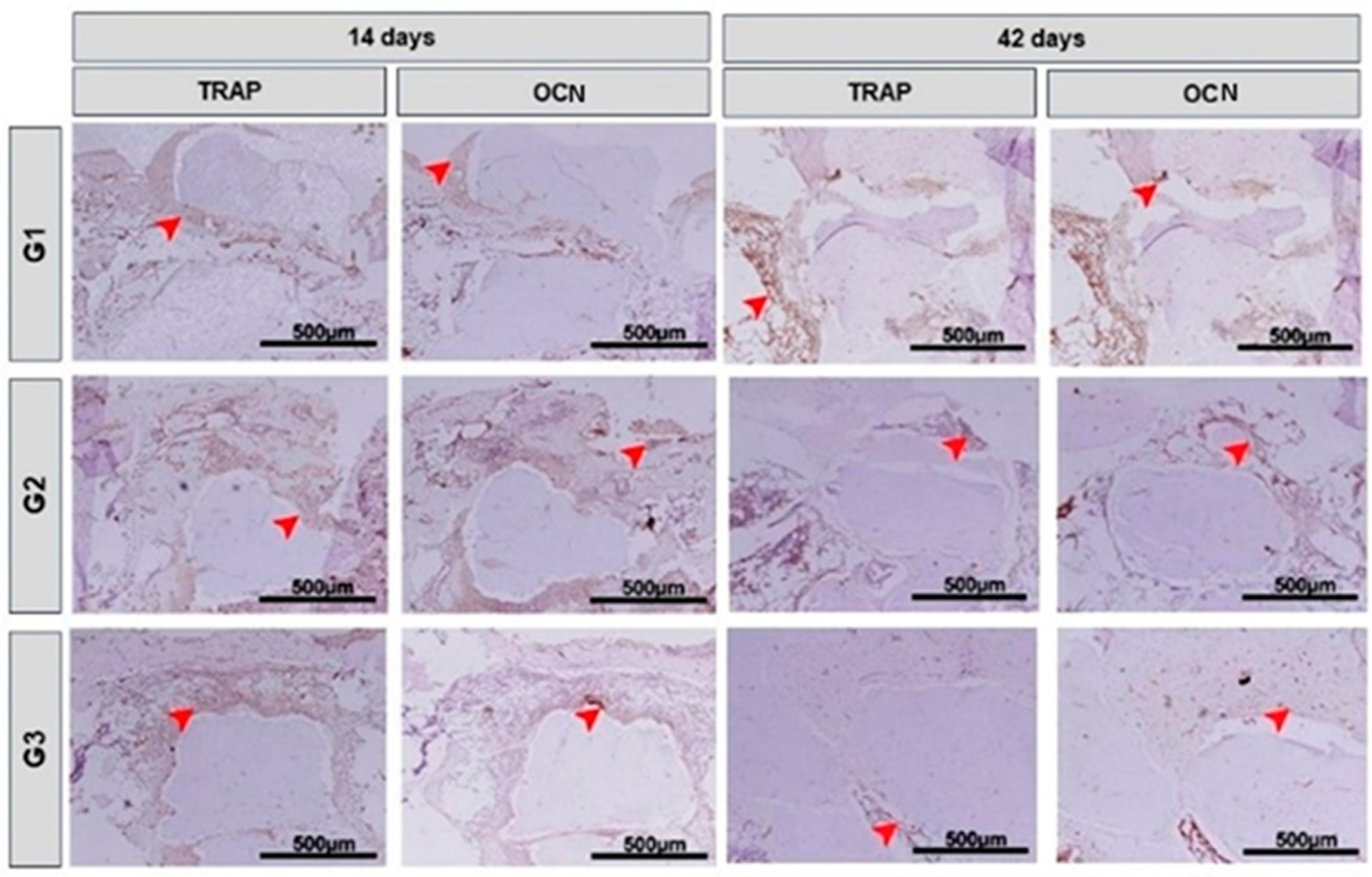 Bioengineering 11 00078 g006