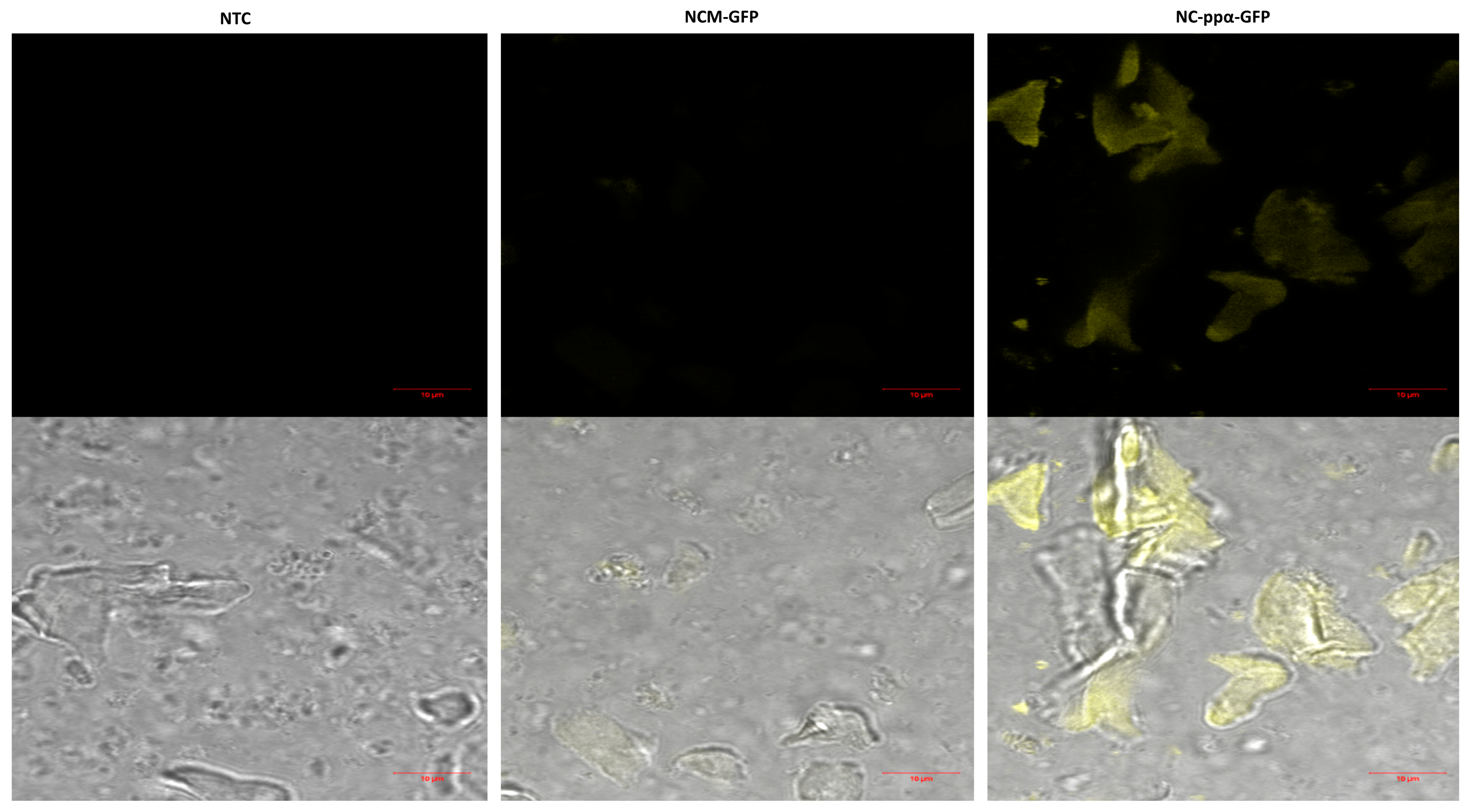 Bioengineering 11 00092 g003
