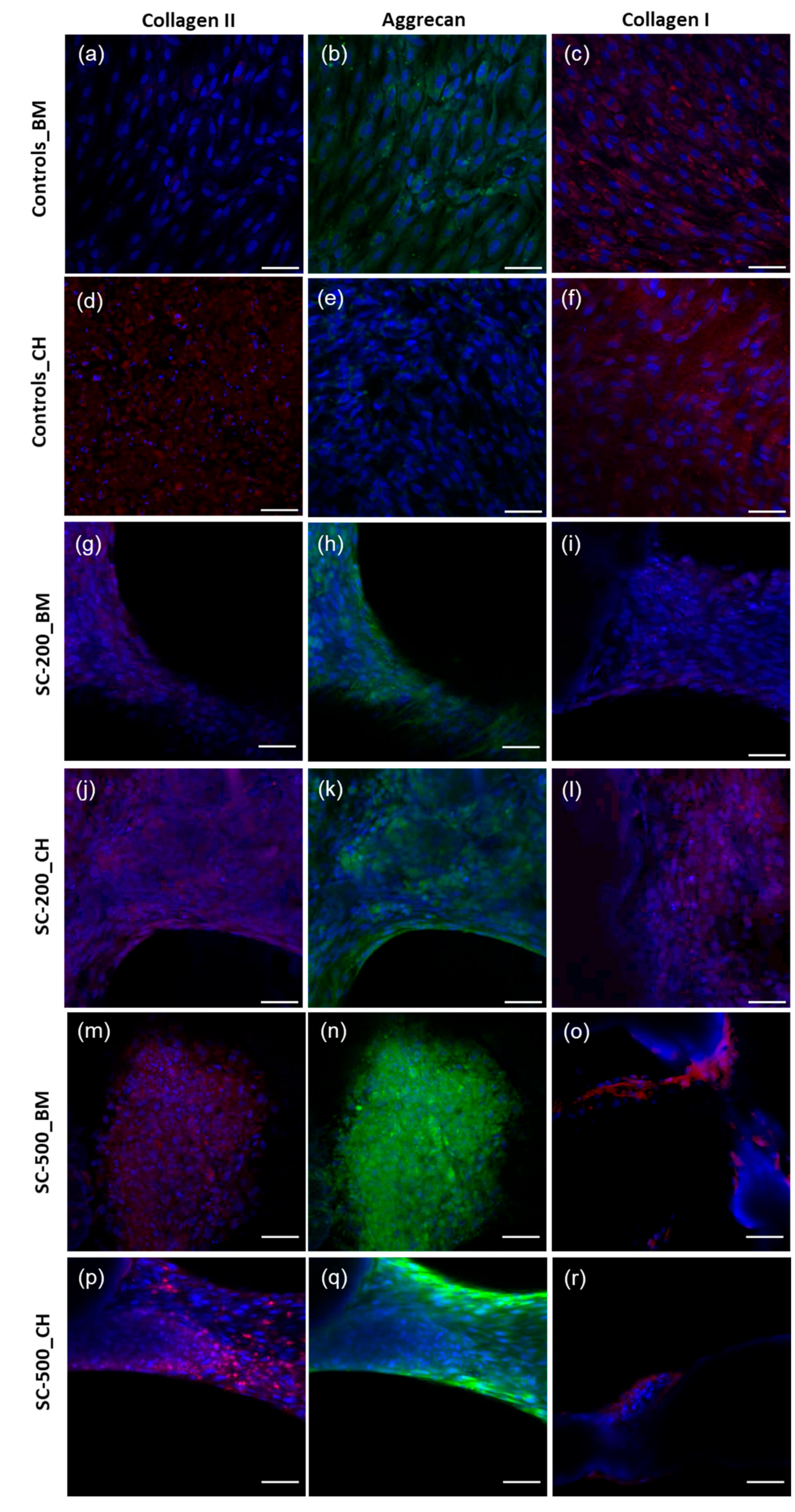 Bioengineering 11 00112 g007