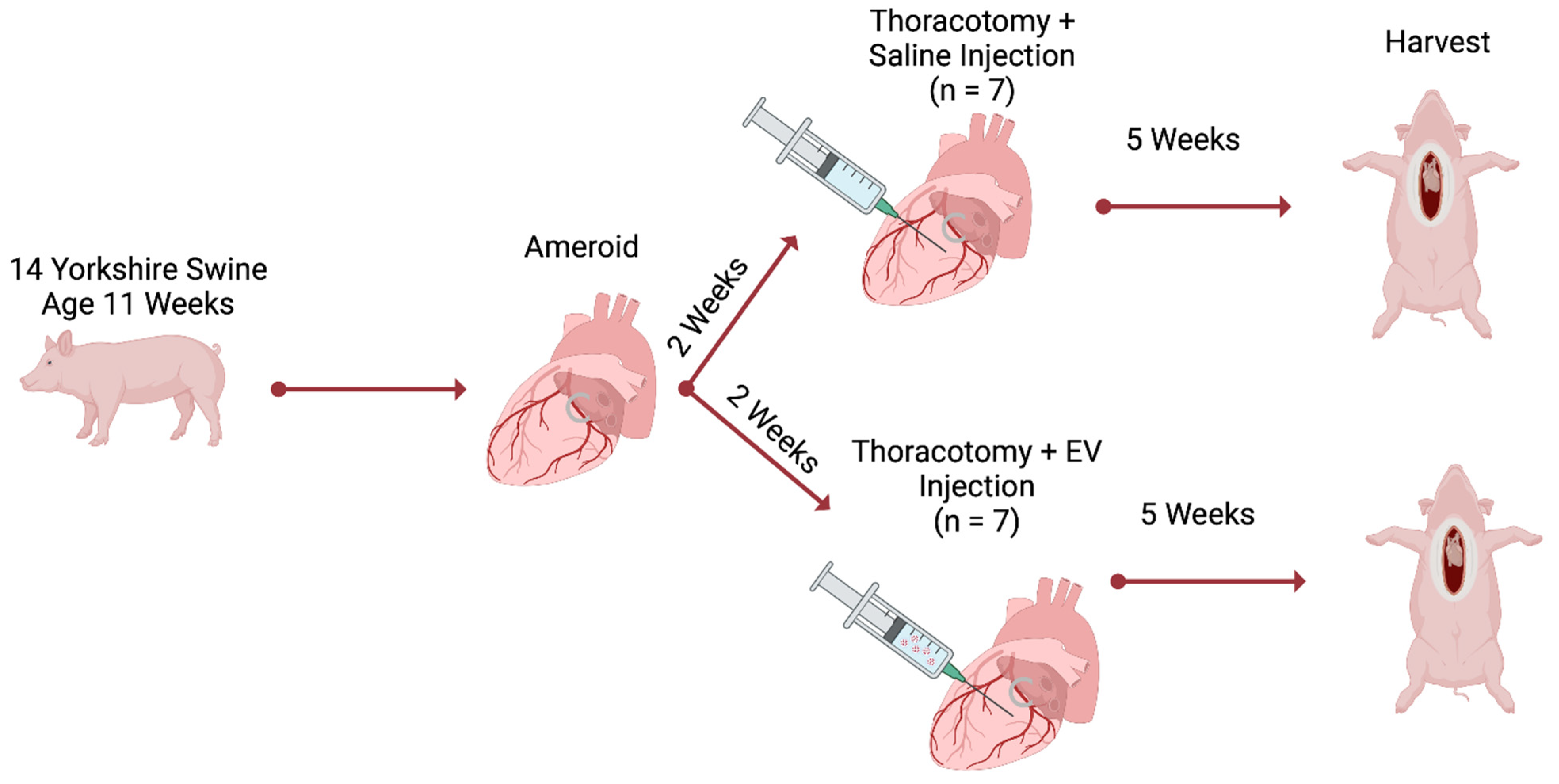 Bioengineering 11 00125 g001