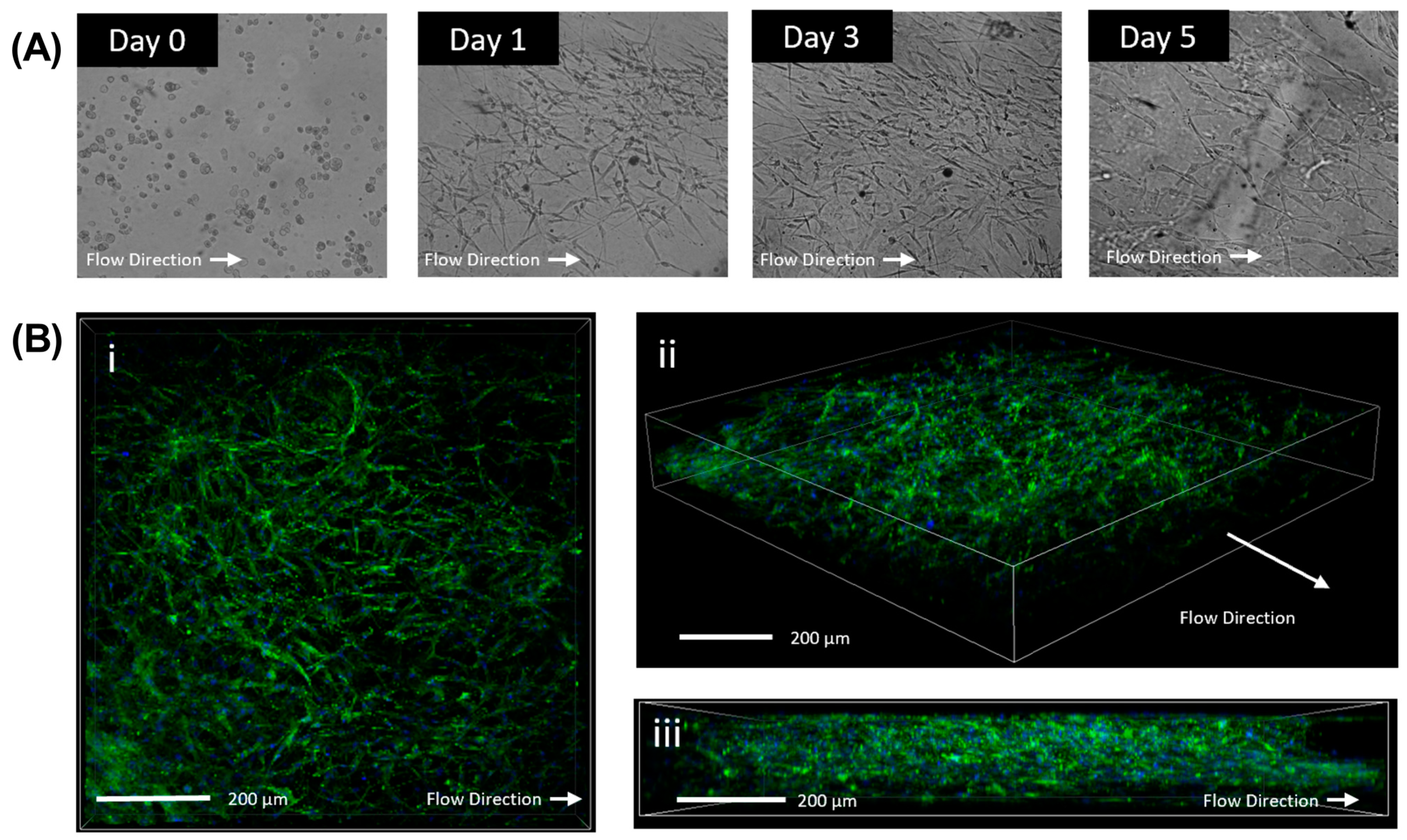 Bioengineering 11 00142 g004